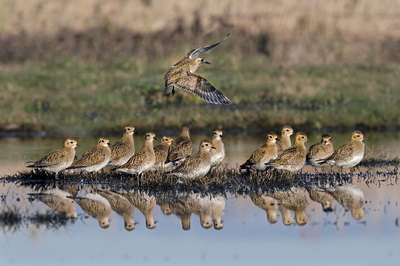Canon EOS 7D + Canon EF 300mm F2.8L IS II USM sample photo. Golden plovers photography