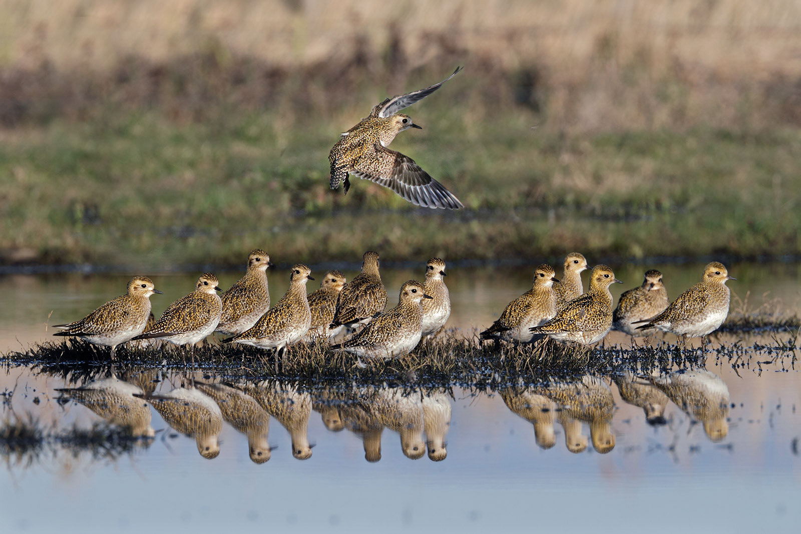 Canon EF 300mm F2.8L IS II USM sample photo. Golden plovers photography
