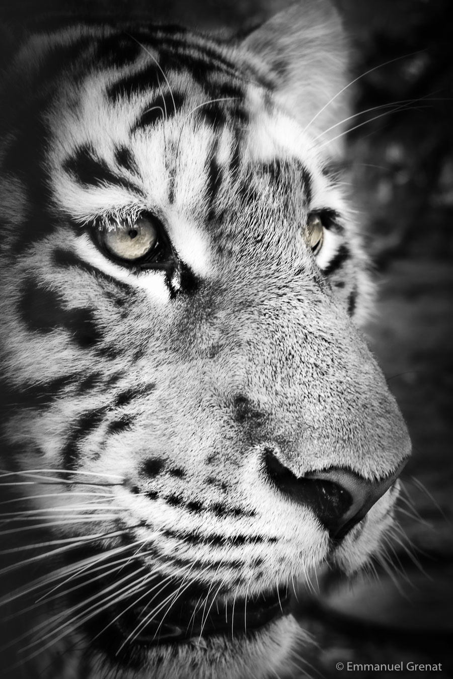 Canon EOS 5D Mark II + Canon EF 35-70mm f/3.5-4.5A sample photo. Tiger (not) wood... photography