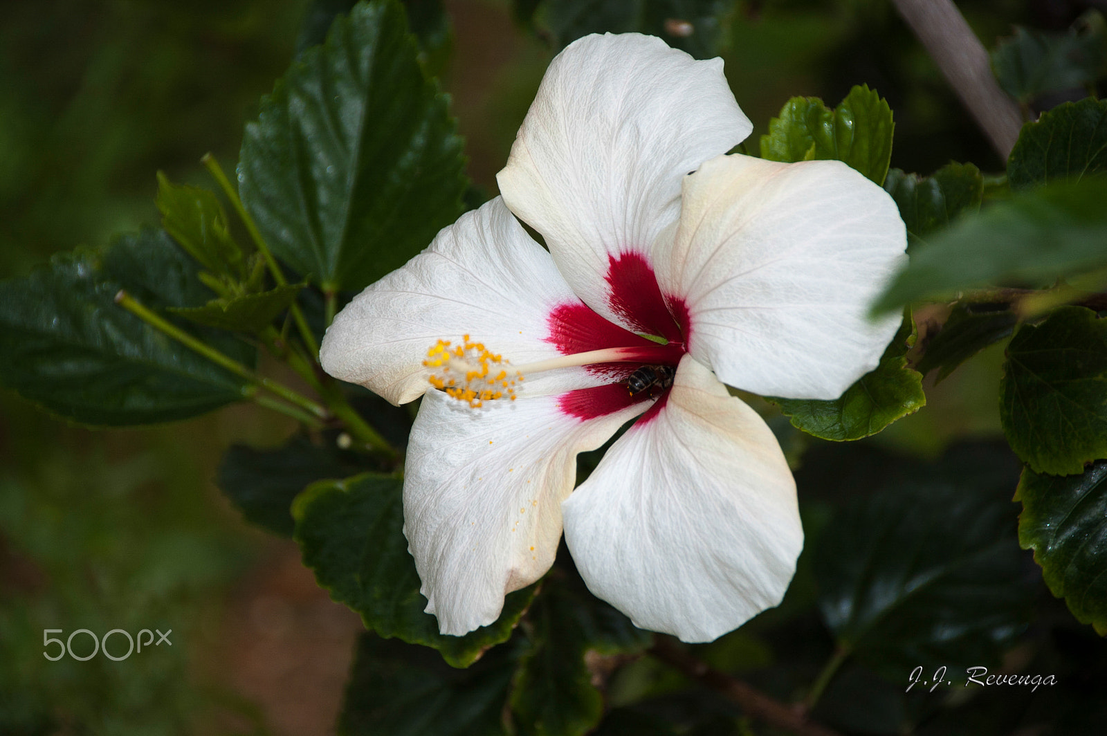Nikon D40 sample photo. Hibicus blanco photography