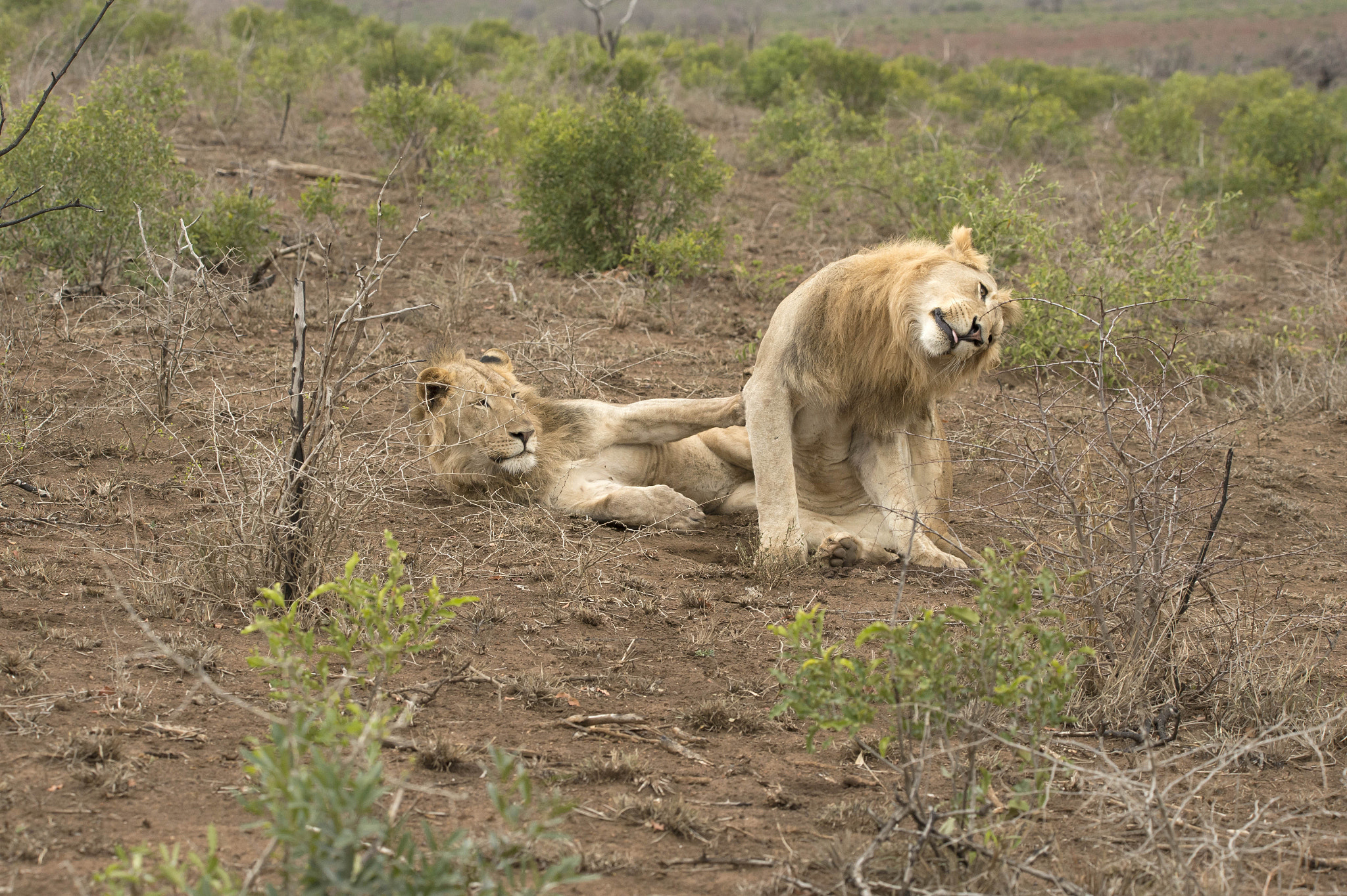 Nikon D4 sample photo. Young male lions photography