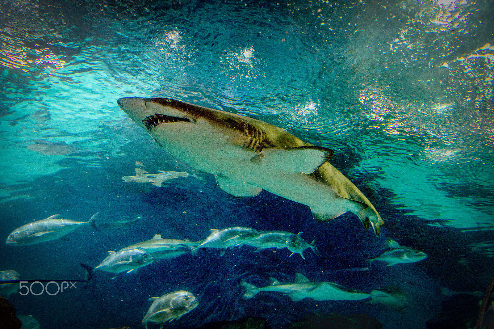 Nikon AF-S Nikkor 24-70mm F2.8E ED VR sample photo. Sharks... photography