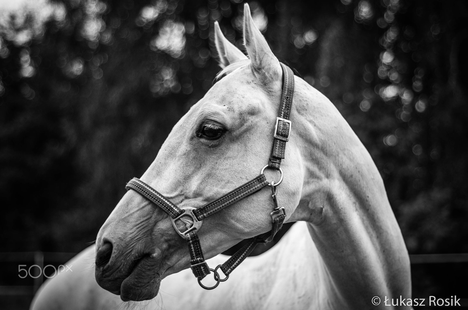 Pentax K-50 sample photo. Horse b&w photography