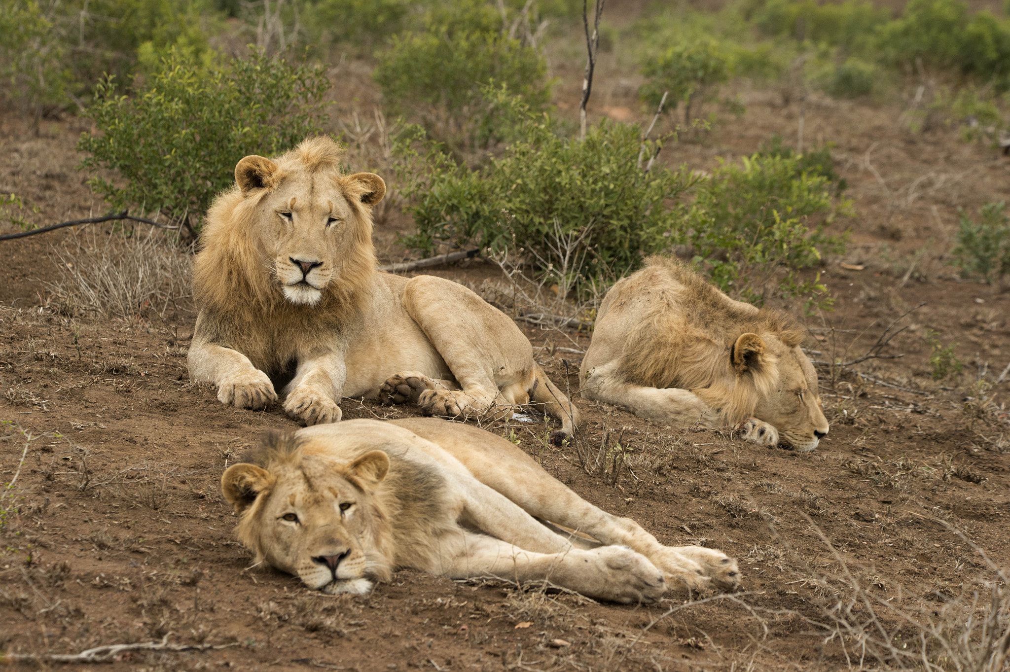 Nikon D4 sample photo. Three young males photography