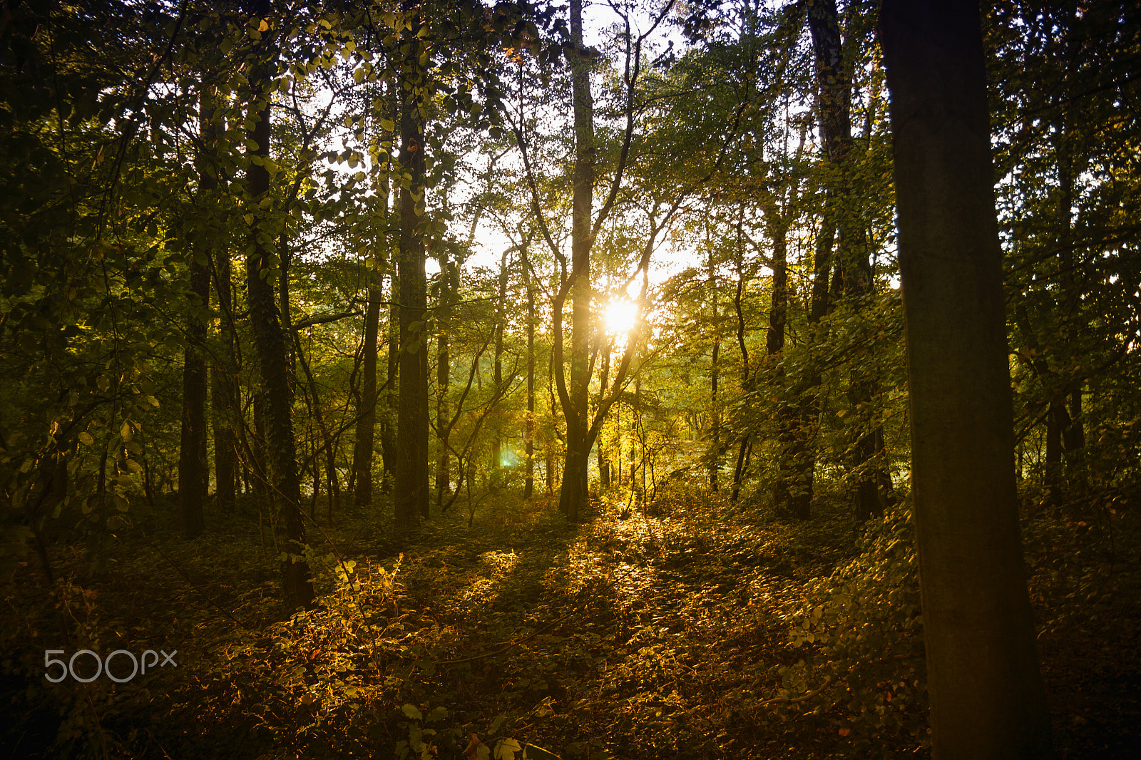 Canon EOS 50D + Sigma 18-50mm f/2.8 Macro sample photo. The autumn forest photography