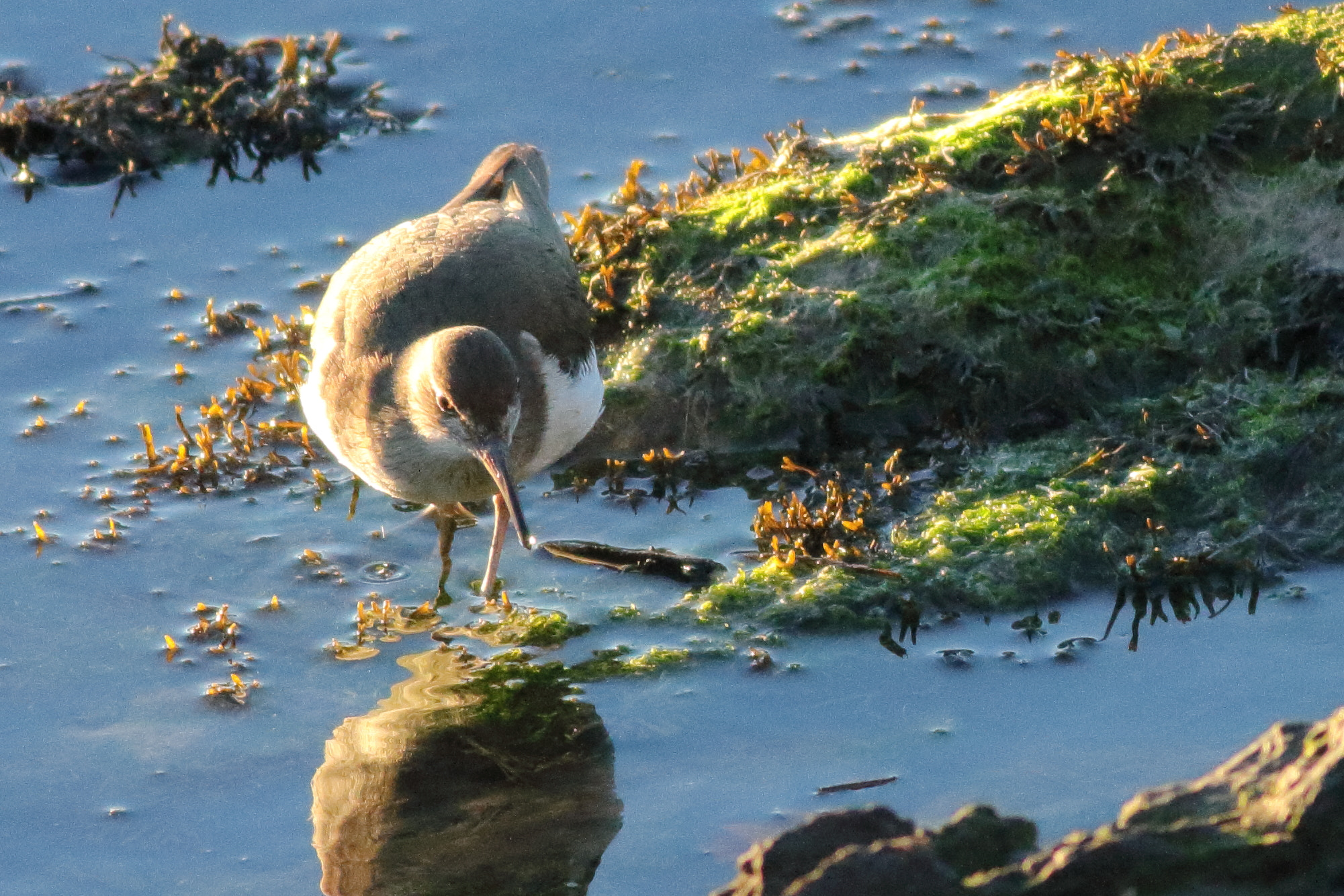 Canon EF 400mm F5.6L USM sample photo. Common sandpiper (actitis hypoleucos) photography