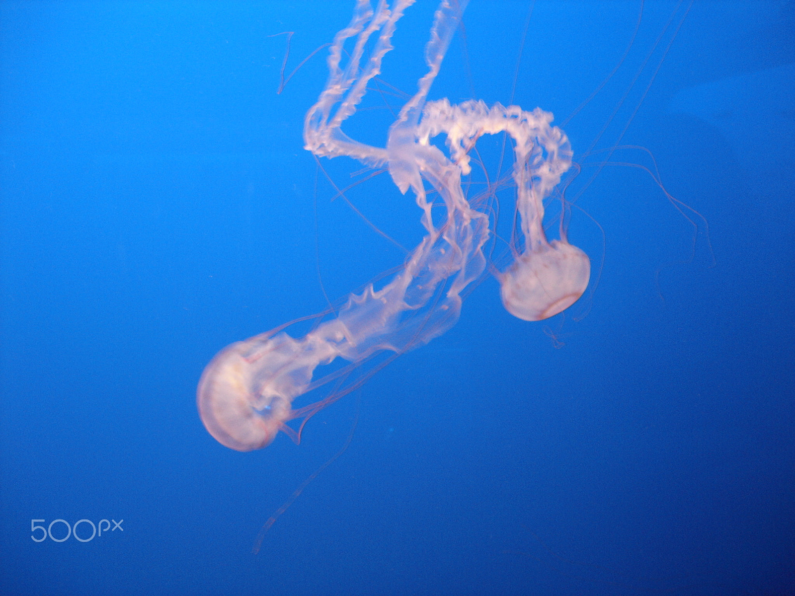 Sony DSC-W1 sample photo. Jellyfish photography