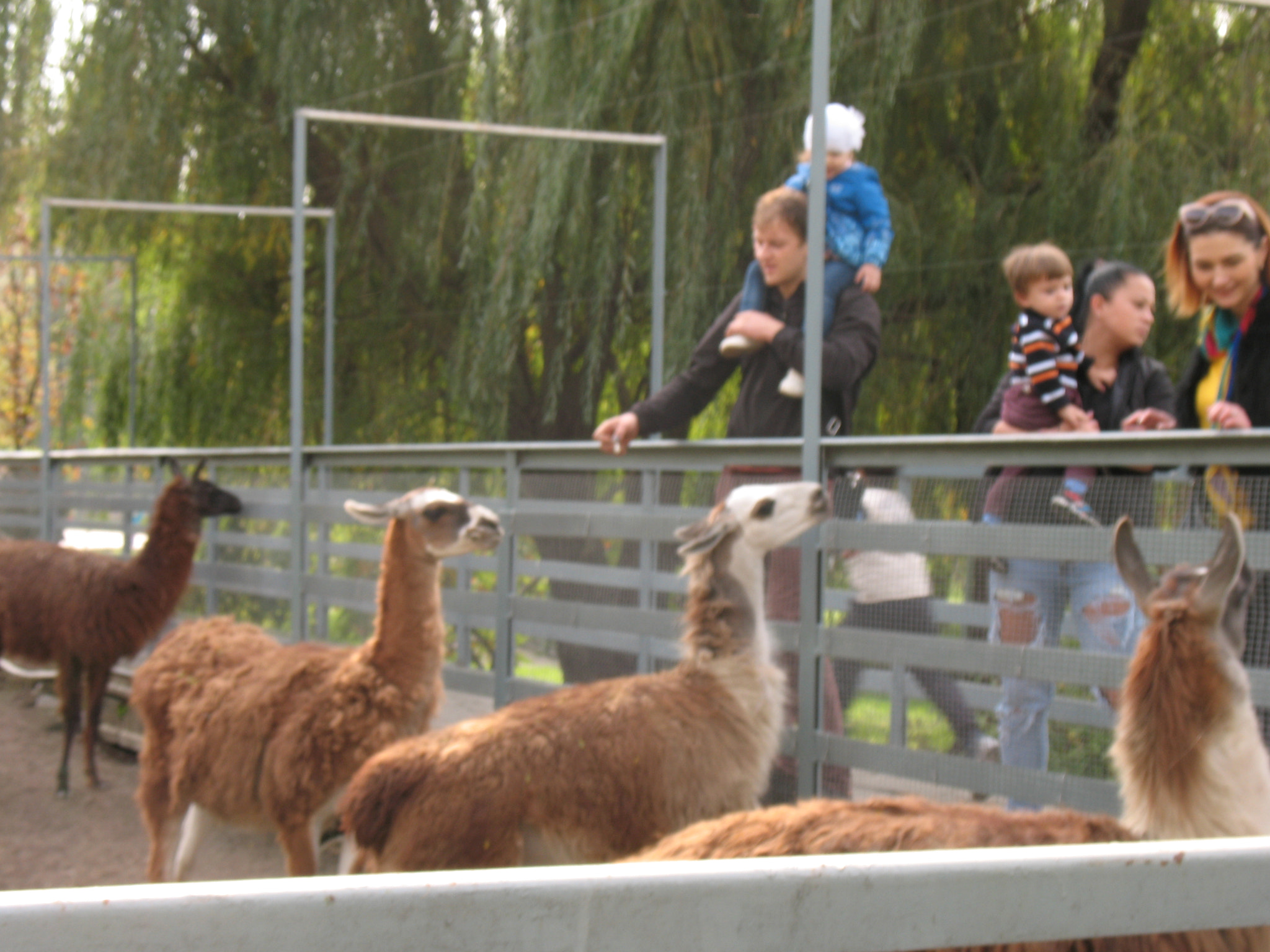 Canon POWERSHOT A630 sample photo. Four lama. zoo. rostov-on-don. photography
