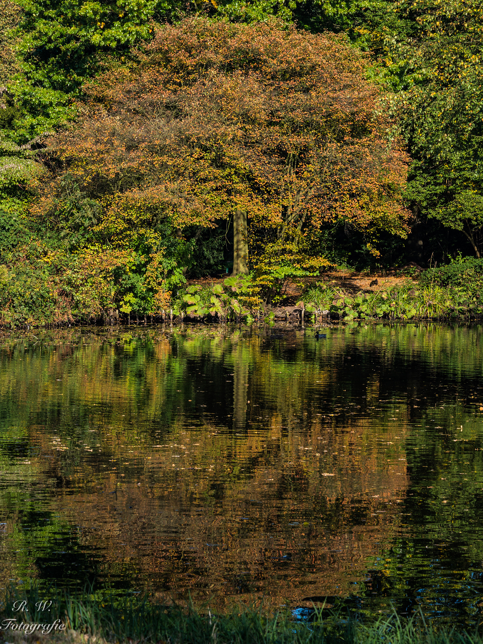 Panasonic Lumix G X Vario 35-100mm F2.8 OIS sample photo. Tree photography