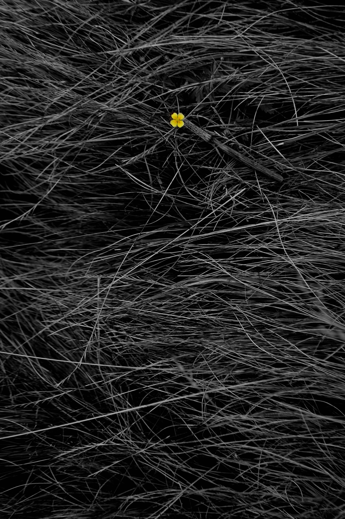 Nikon D40 sample photo. Small flower photography