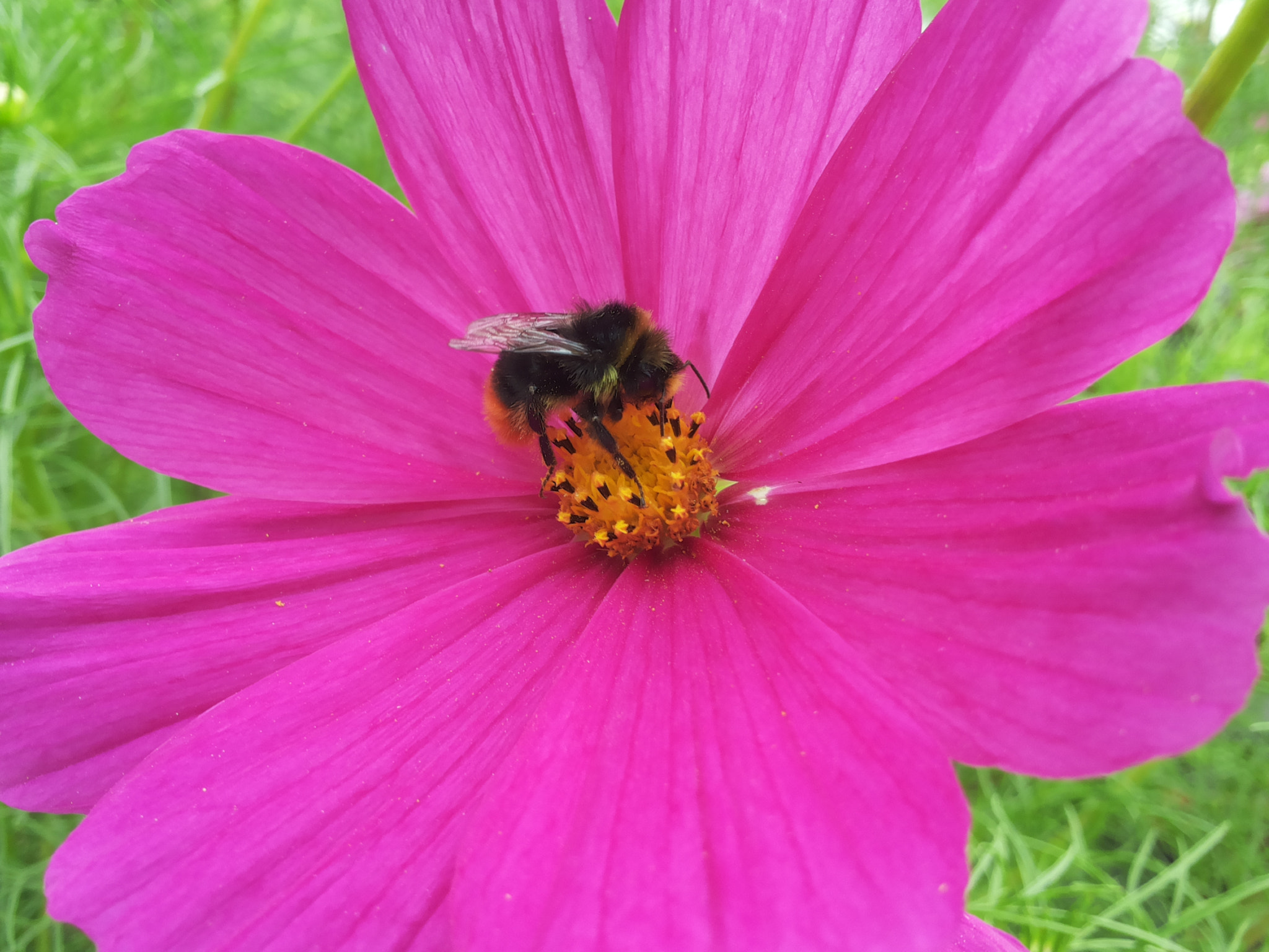 Samsung Galaxy S2 Plus sample photo. Bee photography