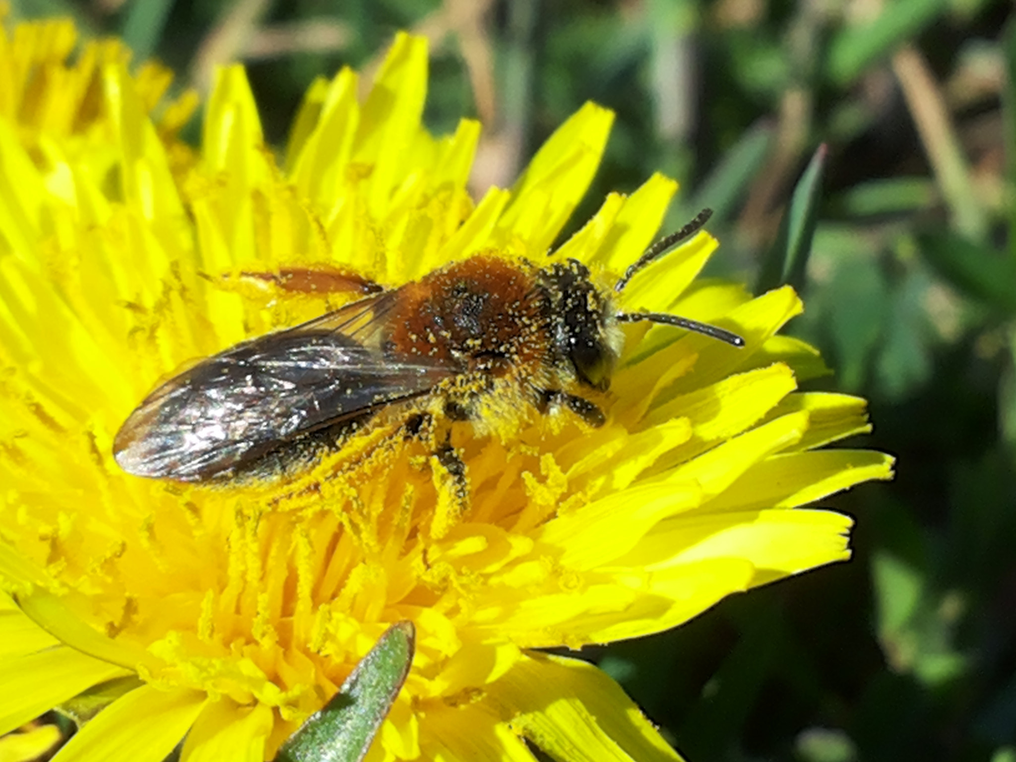 Samsung Galaxy S2 Plus sample photo. Bee photography