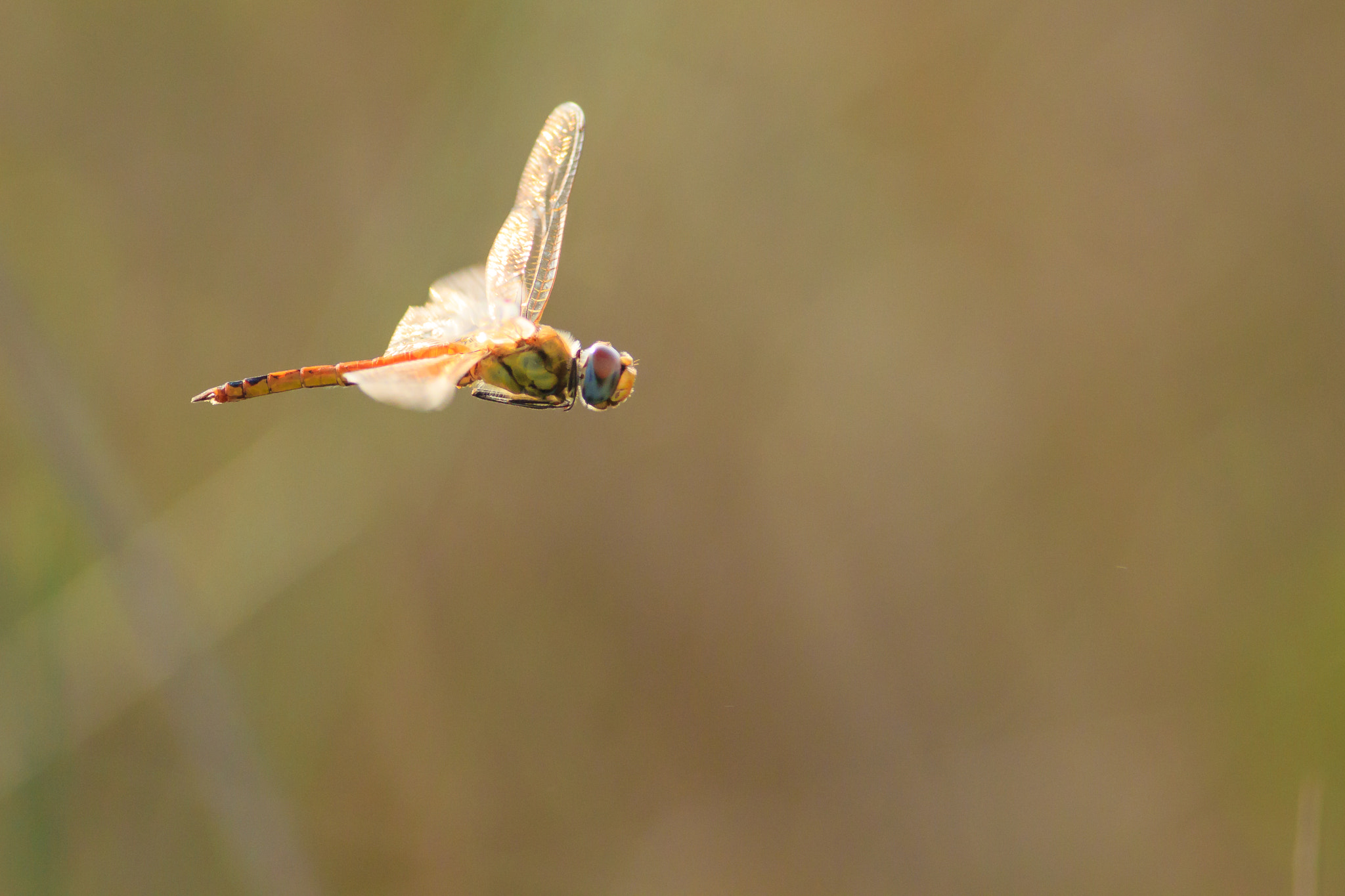 Canon EOS 550D (EOS Rebel T2i / EOS Kiss X4) + Canon EF 400mm F5.6L USM sample photo. Dragon fly in flight photography