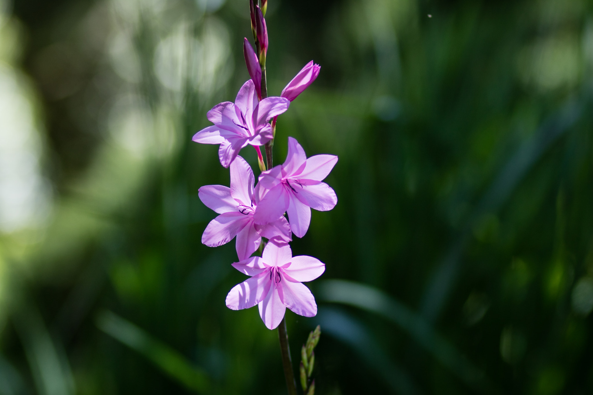 Canon EOS M3 + Canon EF 85mm F1.8 USM sample photo. Abg_20161014_05 photography