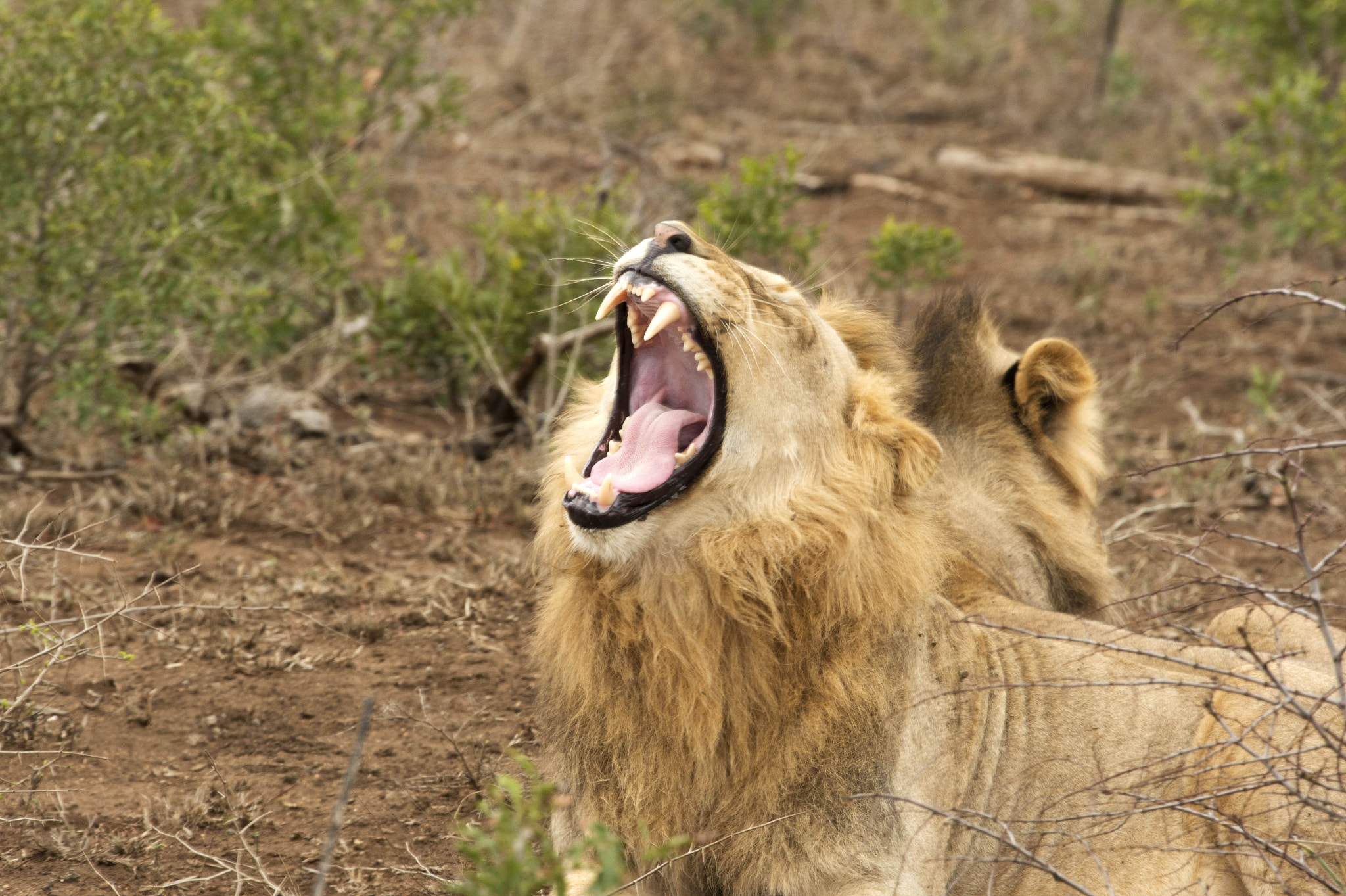 Nikon D4 sample photo. Lions yawn photography