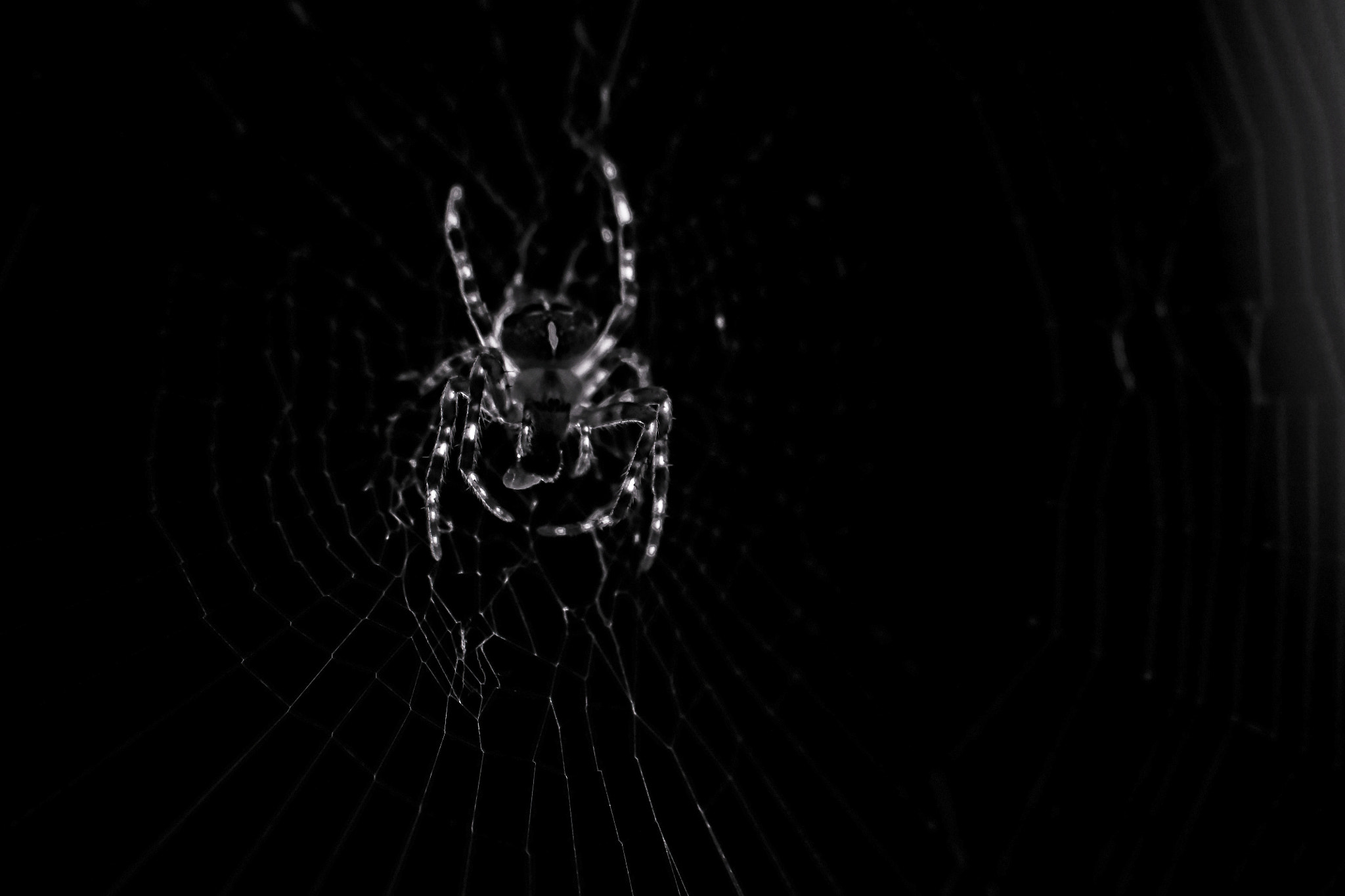 Canon EOS 1100D (EOS Rebel T3 / EOS Kiss X50) + Sigma 50-200mm F4-5.6 DC OS HSM sample photo. Spider-man photography