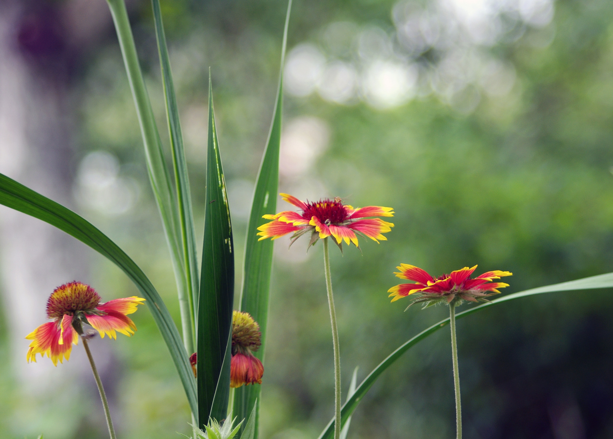 smc PENTAX-DA L 55-300mm F4-5.8 ED sample photo. Flower photography