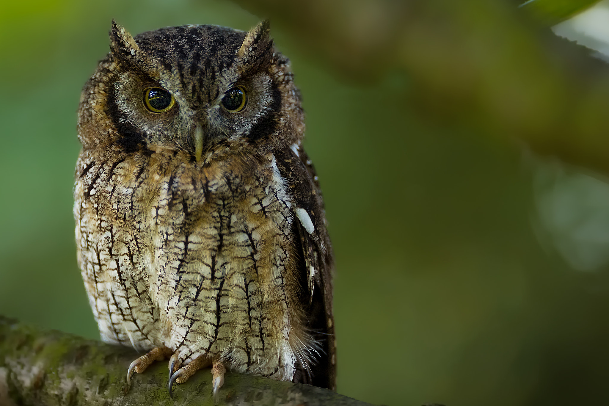 Canon EF 200mm F2L IS USM sample photo. Mücke.. photography