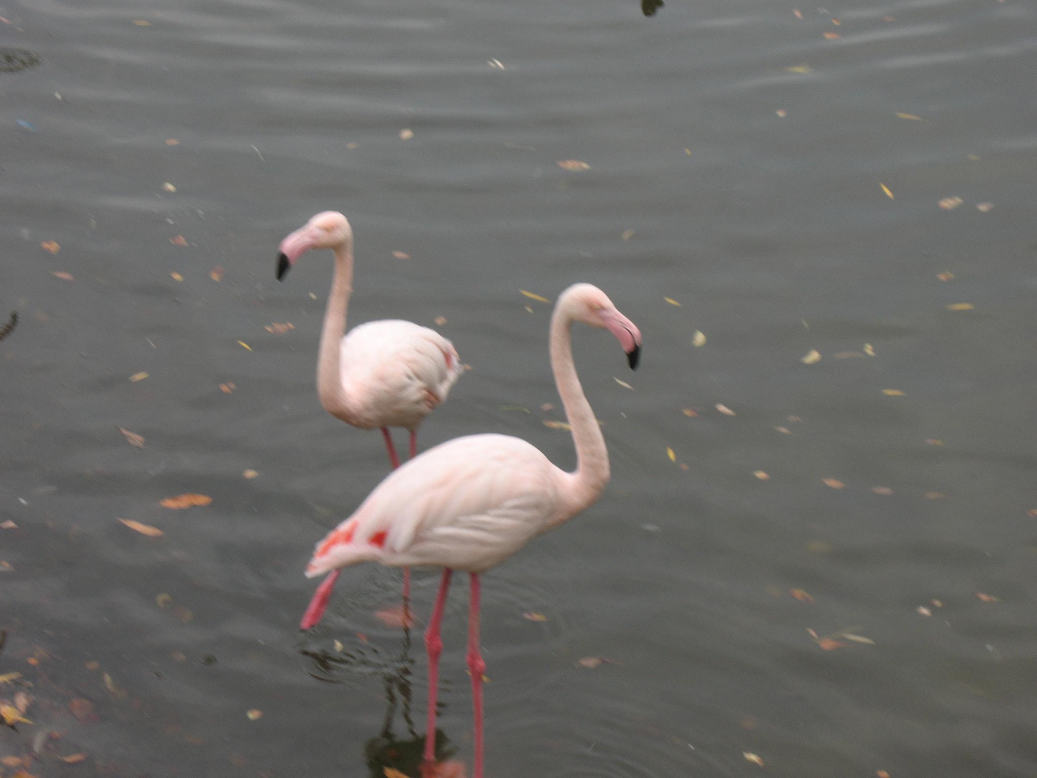 Canon POWERSHOT A630 sample photo. Flamingo. zoo. rostov-on-don. photography