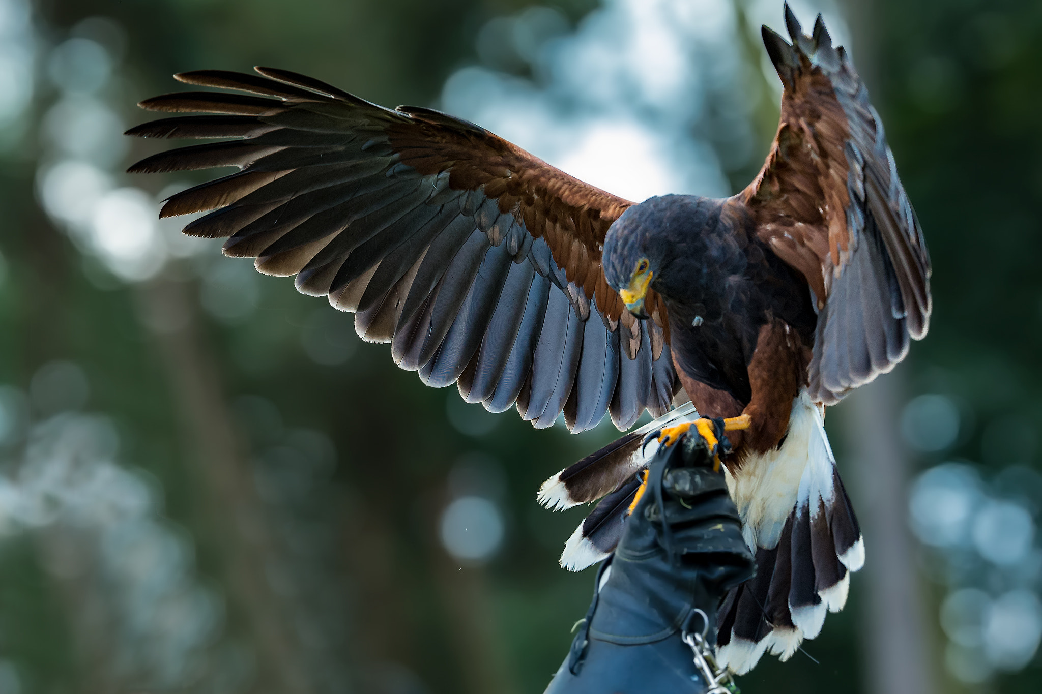 Canon EOS-1D X + Canon EF 200mm F2L IS USM sample photo. Harris hawk.. photography