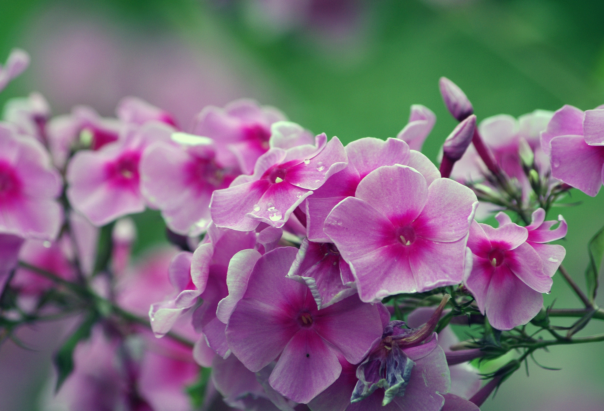 Pentax K-x sample photo. Flower photography
