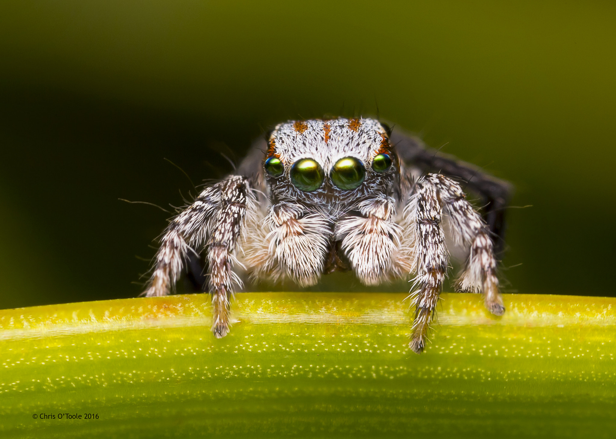 Canon MP-E 65mm F2.5 1-5x Macro Photo sample photo. Maratus tessalatus photography