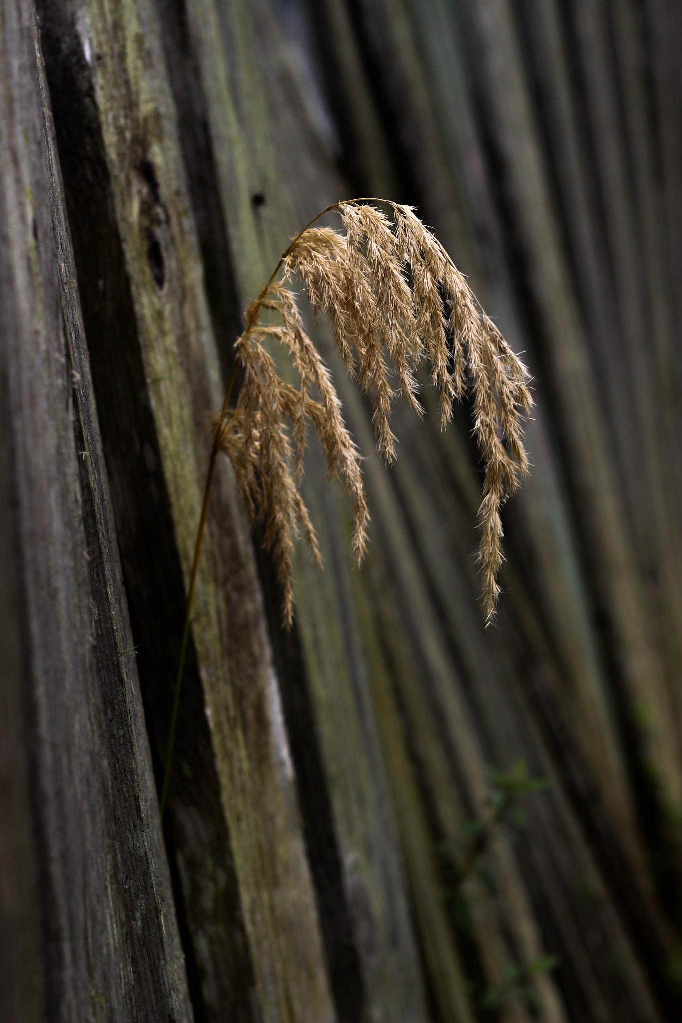 Canon EF 50mm F1.8 II sample photo. Cortadeira / windcutter photography