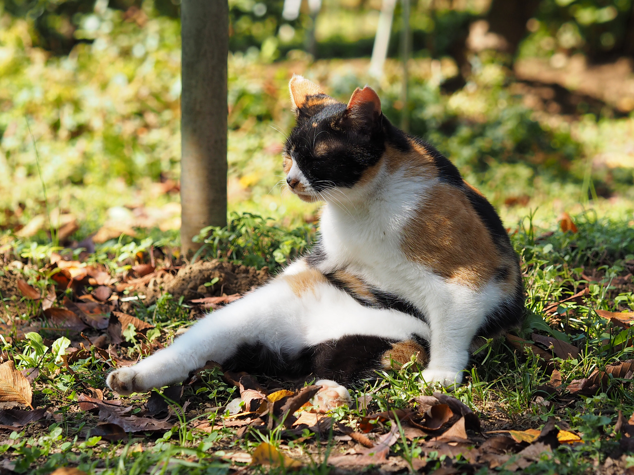 Olympus PEN E-PL7 sample photo. Sudden sleepiness in grooming photography