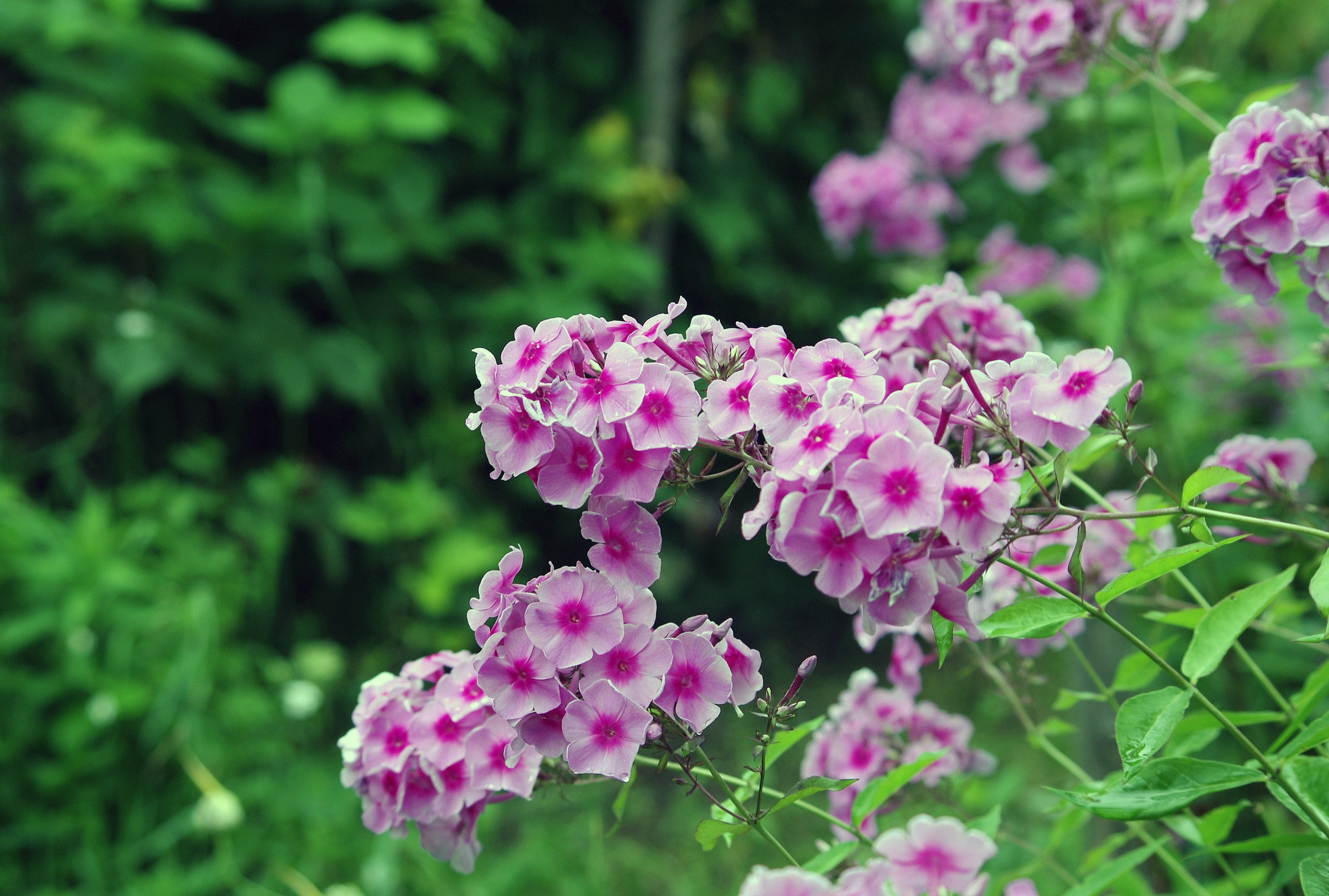 smc PENTAX-DA L 55-300mm F4-5.8 ED sample photo. Flower photography