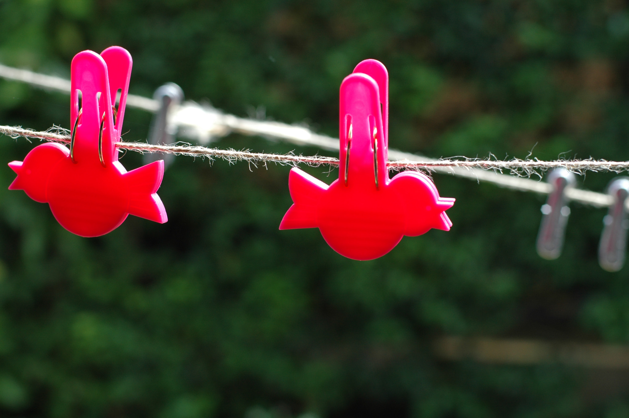 Nikon D70 + Nikon AF Nikkor 50mm F1.4D sample photo. Pink birds photography