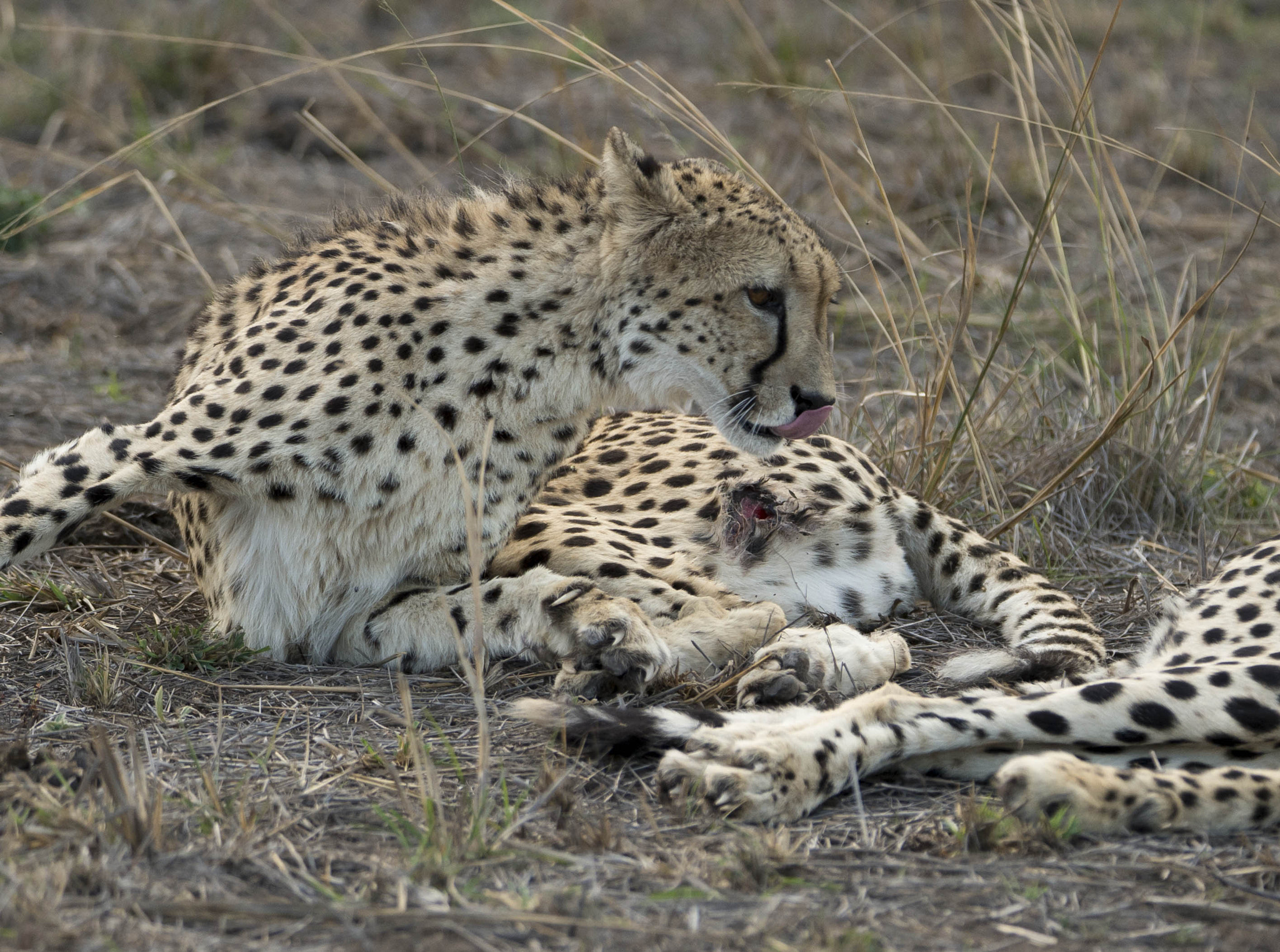 Nikon D4 sample photo. Cheetah tends to her wounds photography