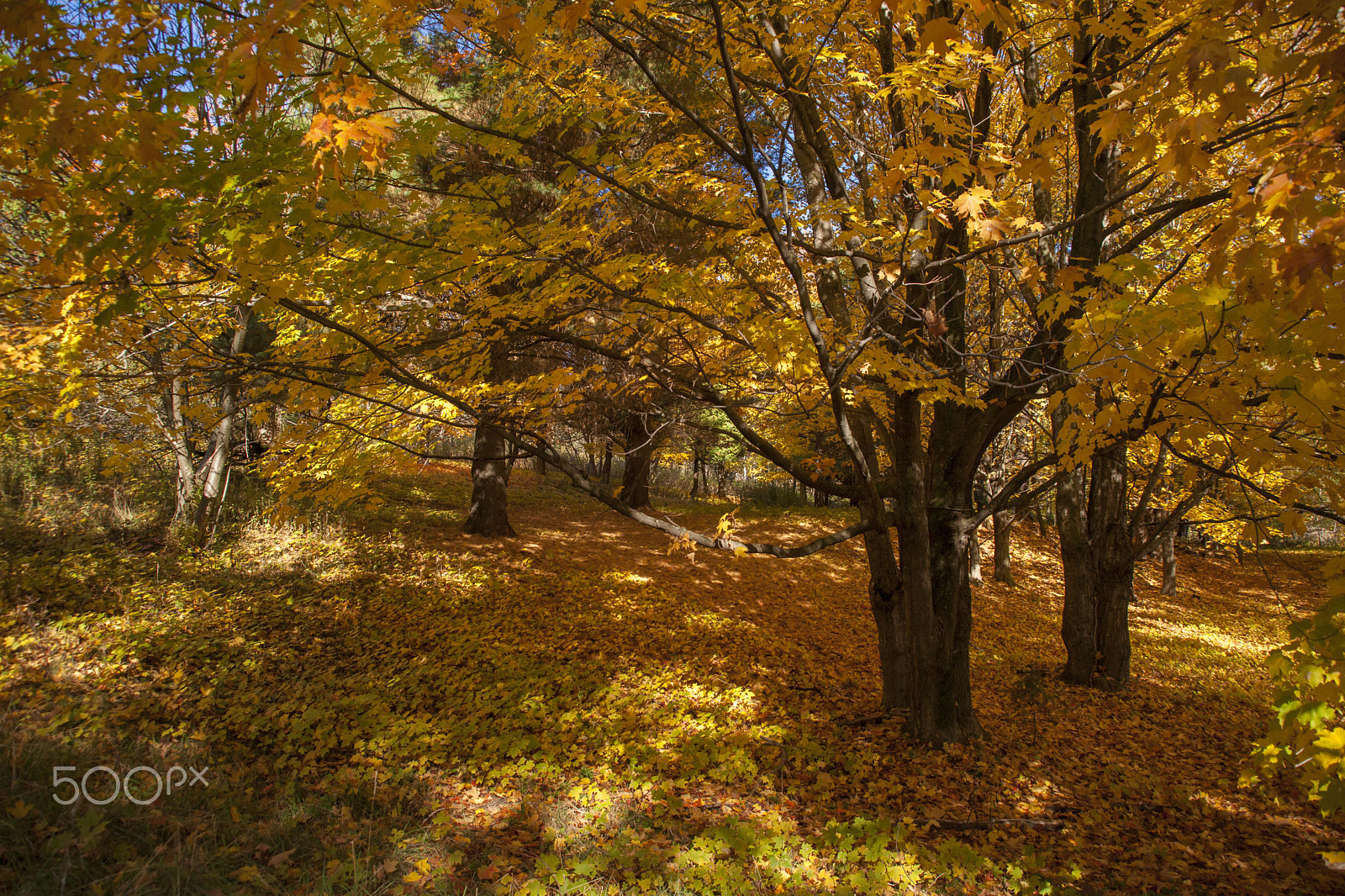Minolta/Sony AF 24-105mm F3.5-4.5 (D) sample photo. Golden light photography