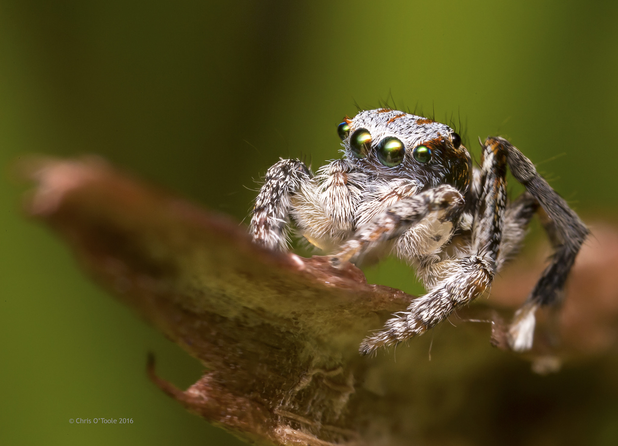 Canon MP-E 65mm F2.5 1-5x Macro Photo sample photo. Maratus tessalatus 2 photography
