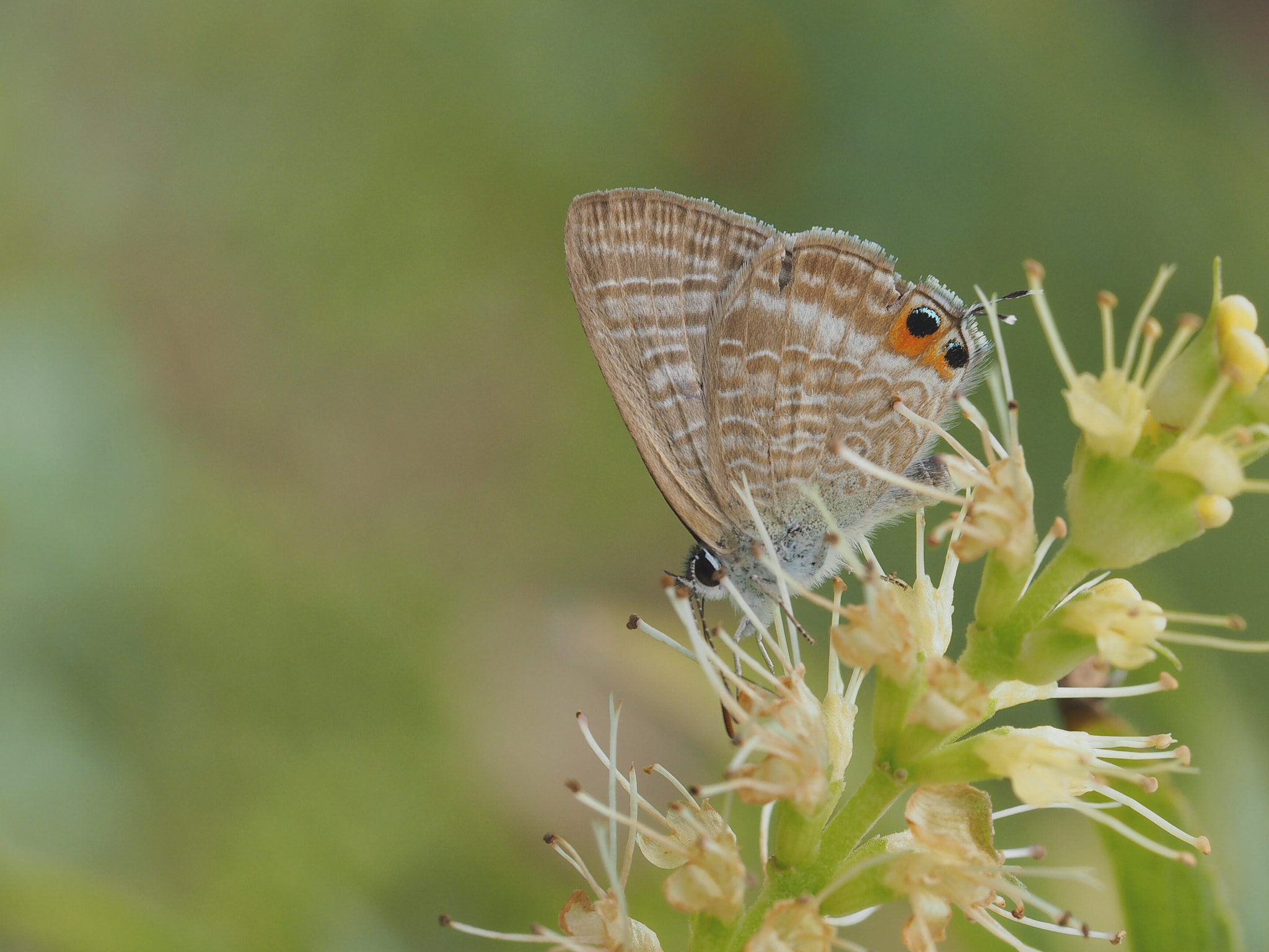 Olympus PEN E-PL7 sample photo. Long-tailed blue photography