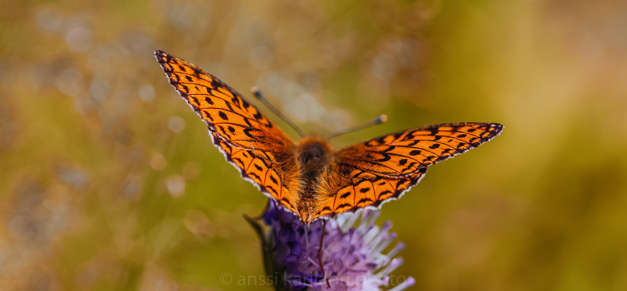 Sigma 105mm F2.8 EX DG OS HSM sample photo. Wings photography