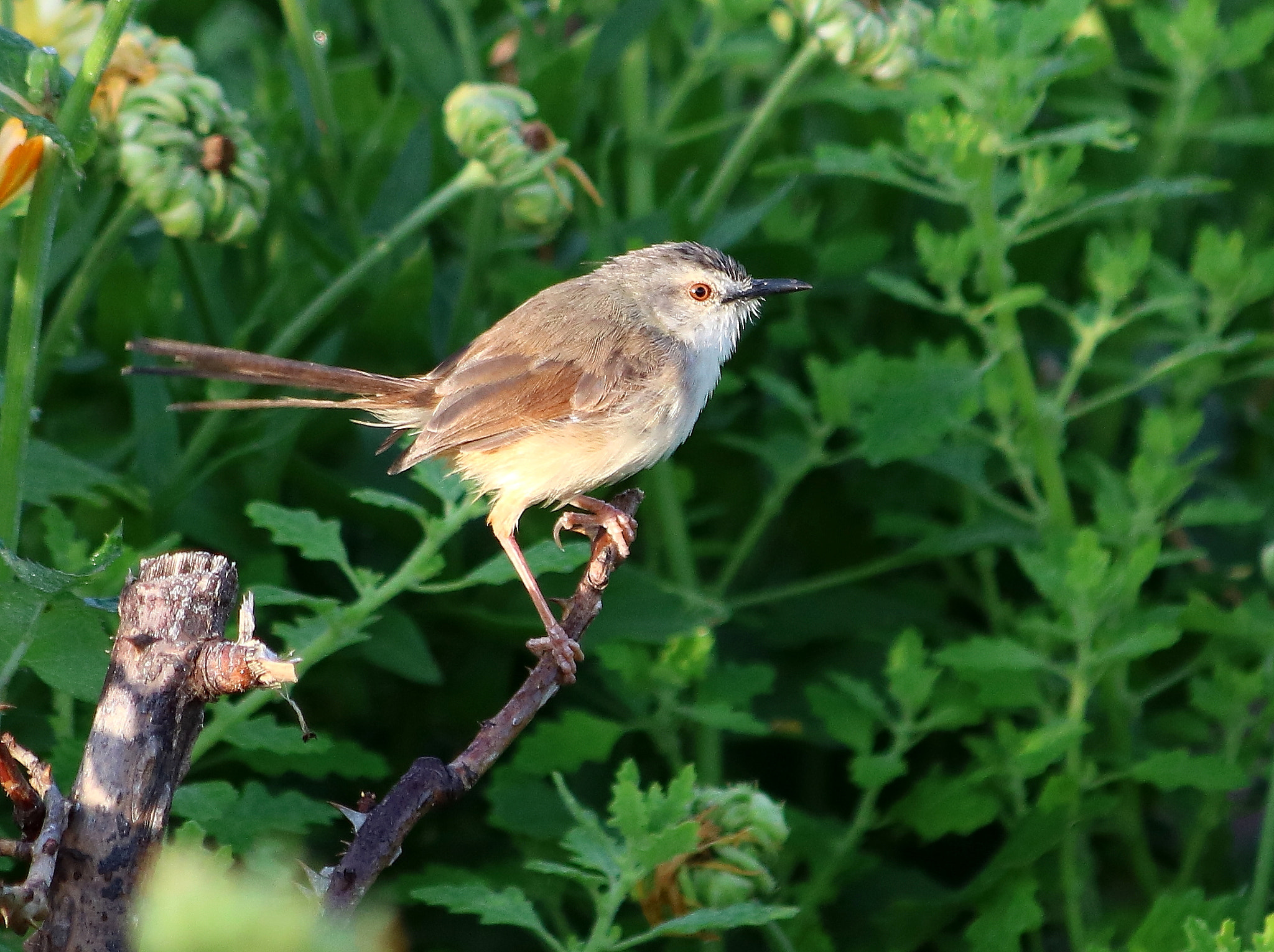 Canon EF 70-300mm F4-5.6 IS USM sample photo. Tawny flanked prinia photography