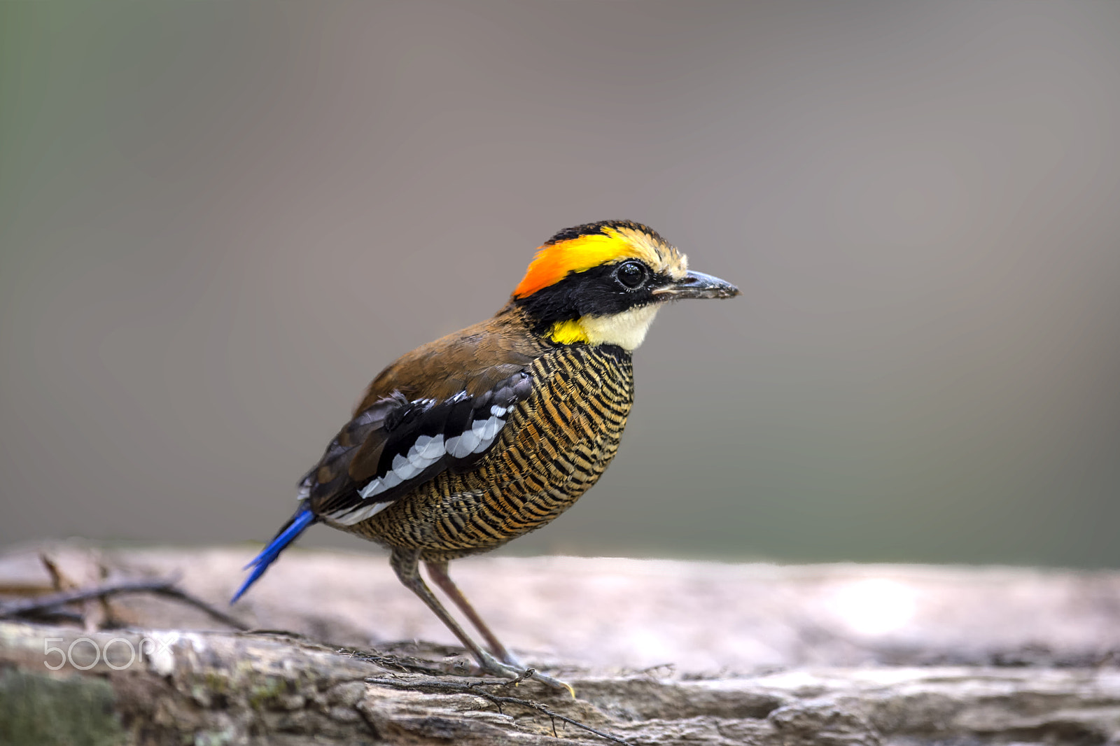 Nikon AF-S Nikkor 400mm F2.8G ED VR II sample photo. Banded pitta photography