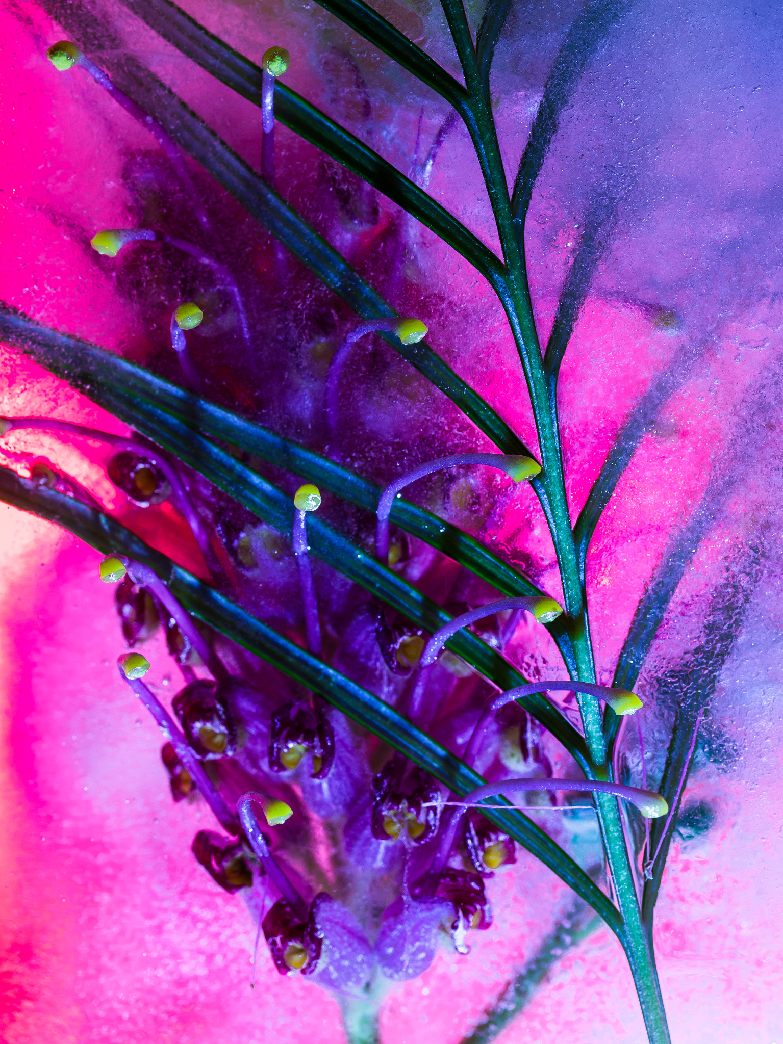 Sigma 105mm F2.8 EX DG OS HSM sample photo. Chilled grevillea flower photography