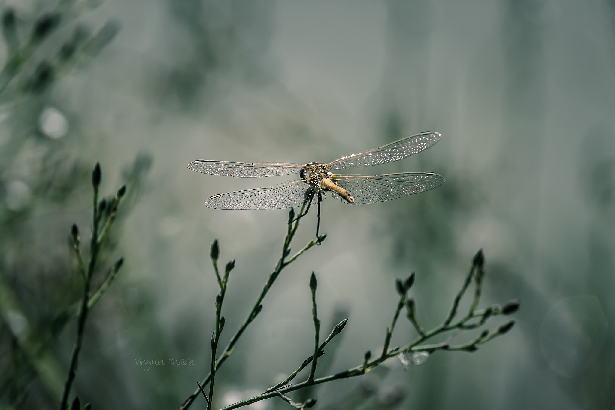 Canon EF-S 55-250mm F4-5.6 IS II sample photo. *** photography