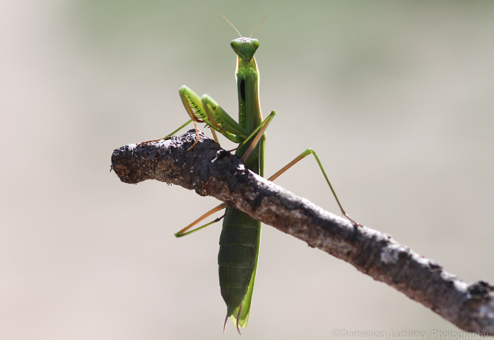 Canon EOS 7D + Sigma 105mm F2.8 EX DG Macro sample photo. Mantis religiosa photography