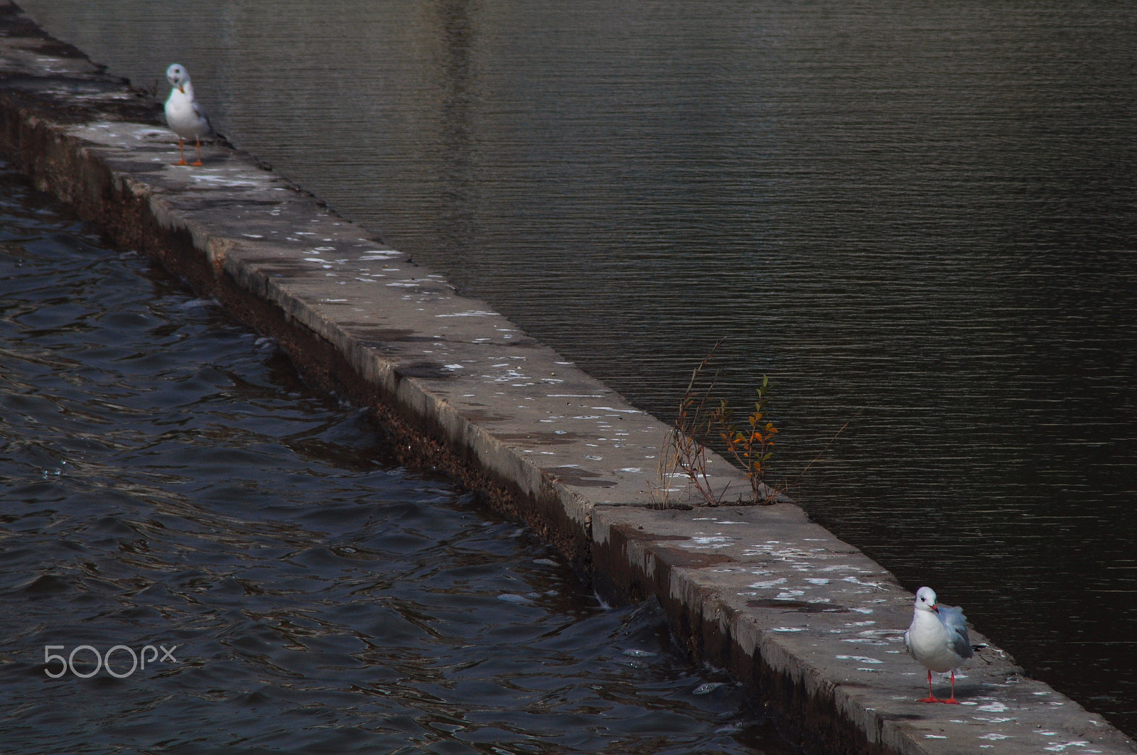 Nikon AF Nikkor 70-300mm F4-5.6G sample photo. Water fowls photography