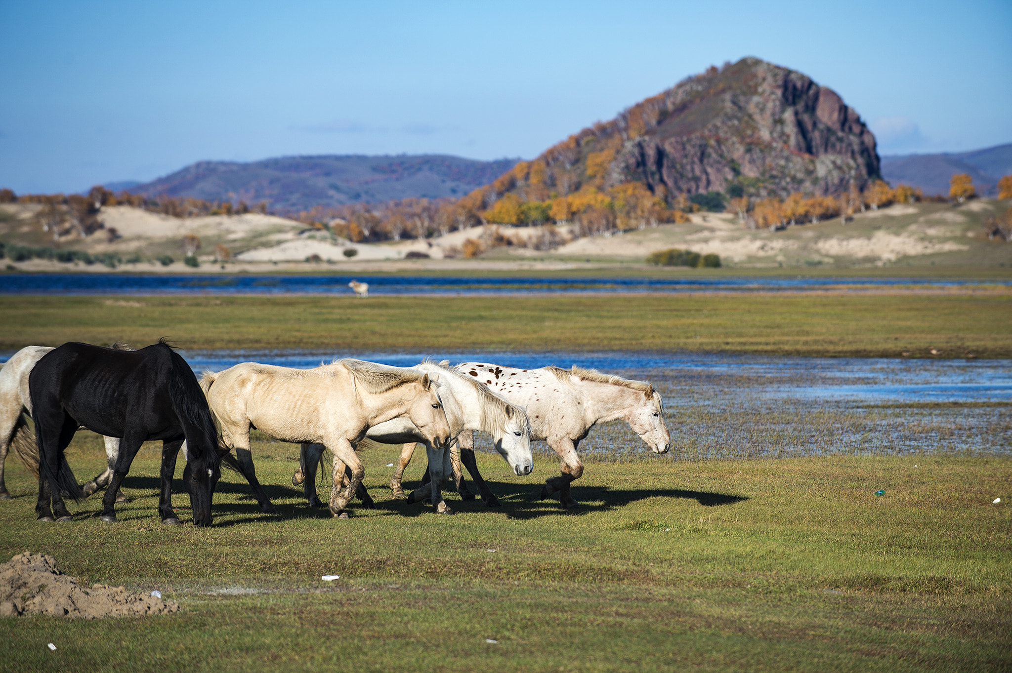 Nikon D4S sample photo. Horse photography