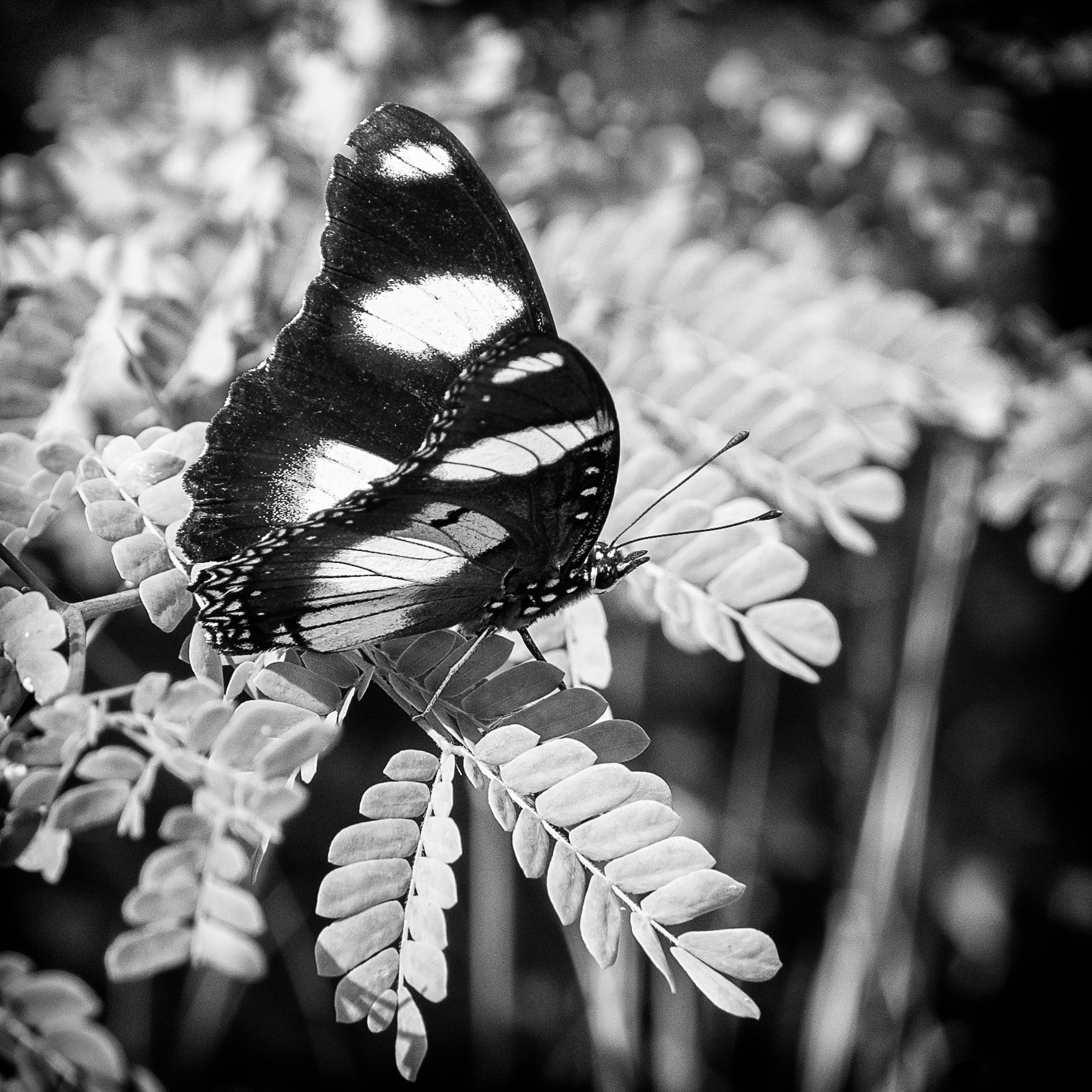 Pentax K-S2 sample photo. La papipapaillon photography
