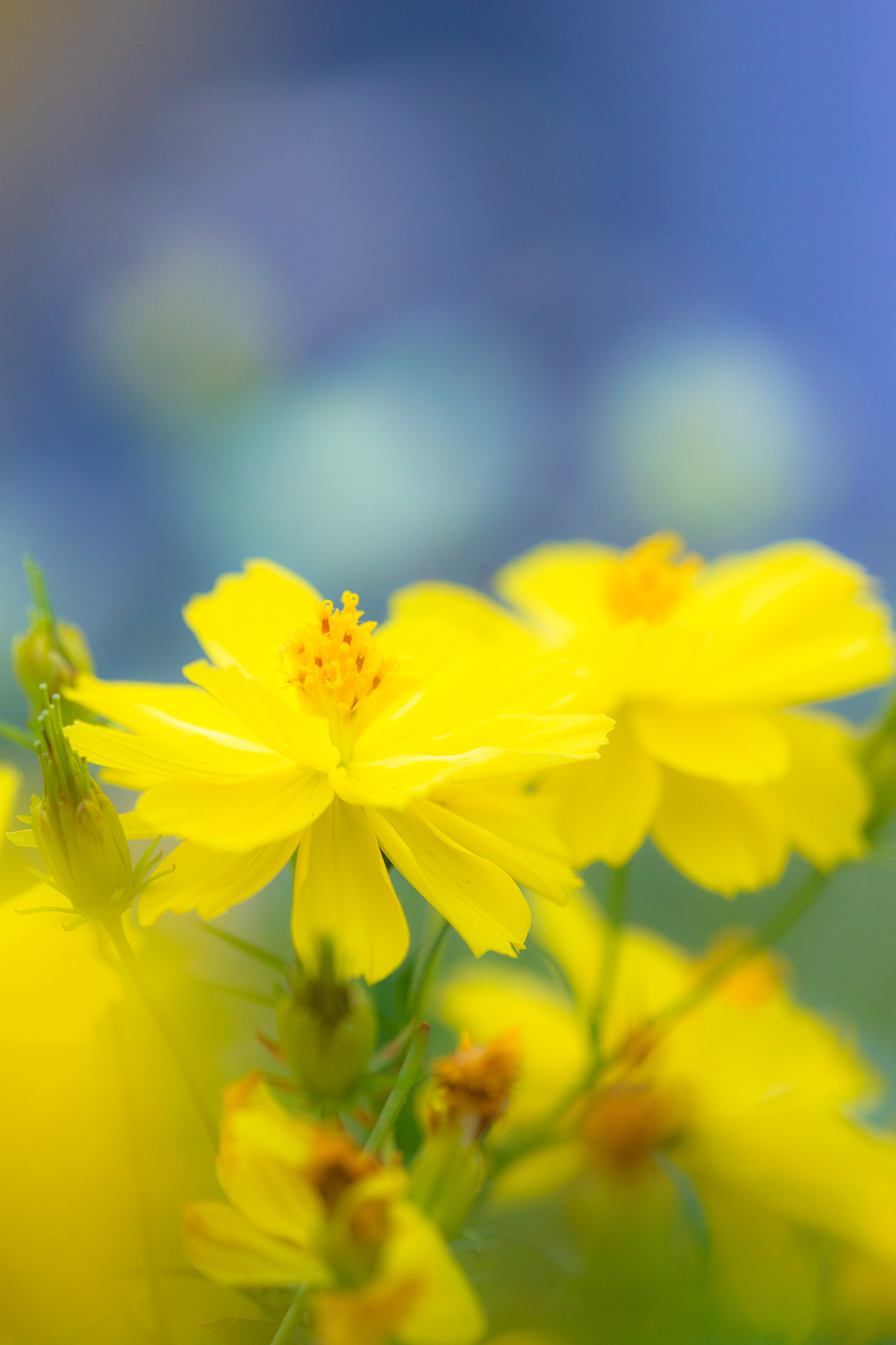 Canon EF 180mm F3.5L Macro USM sample photo. Cosmos photography