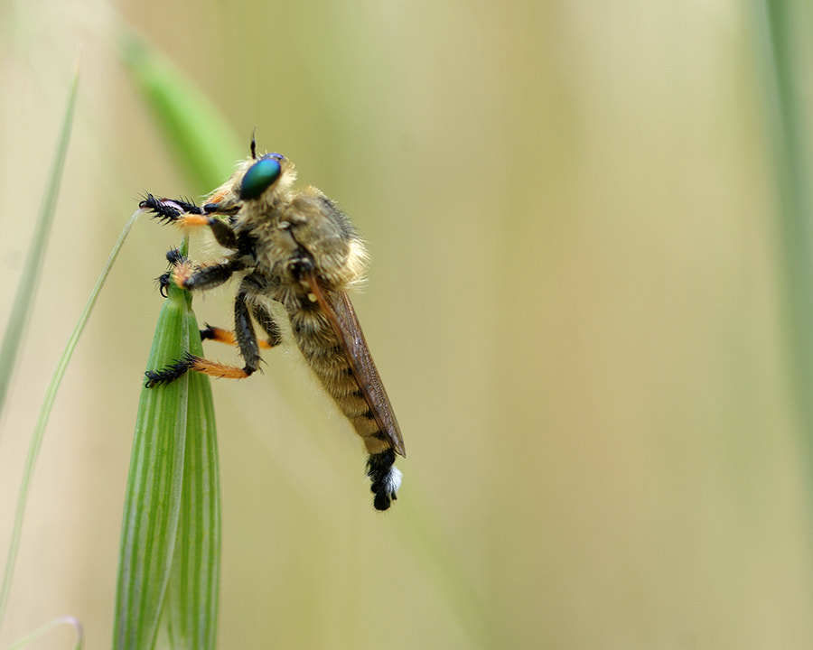 smc PENTAX-FA Macro 100mm F2.8 sample photo. Fly killer photography