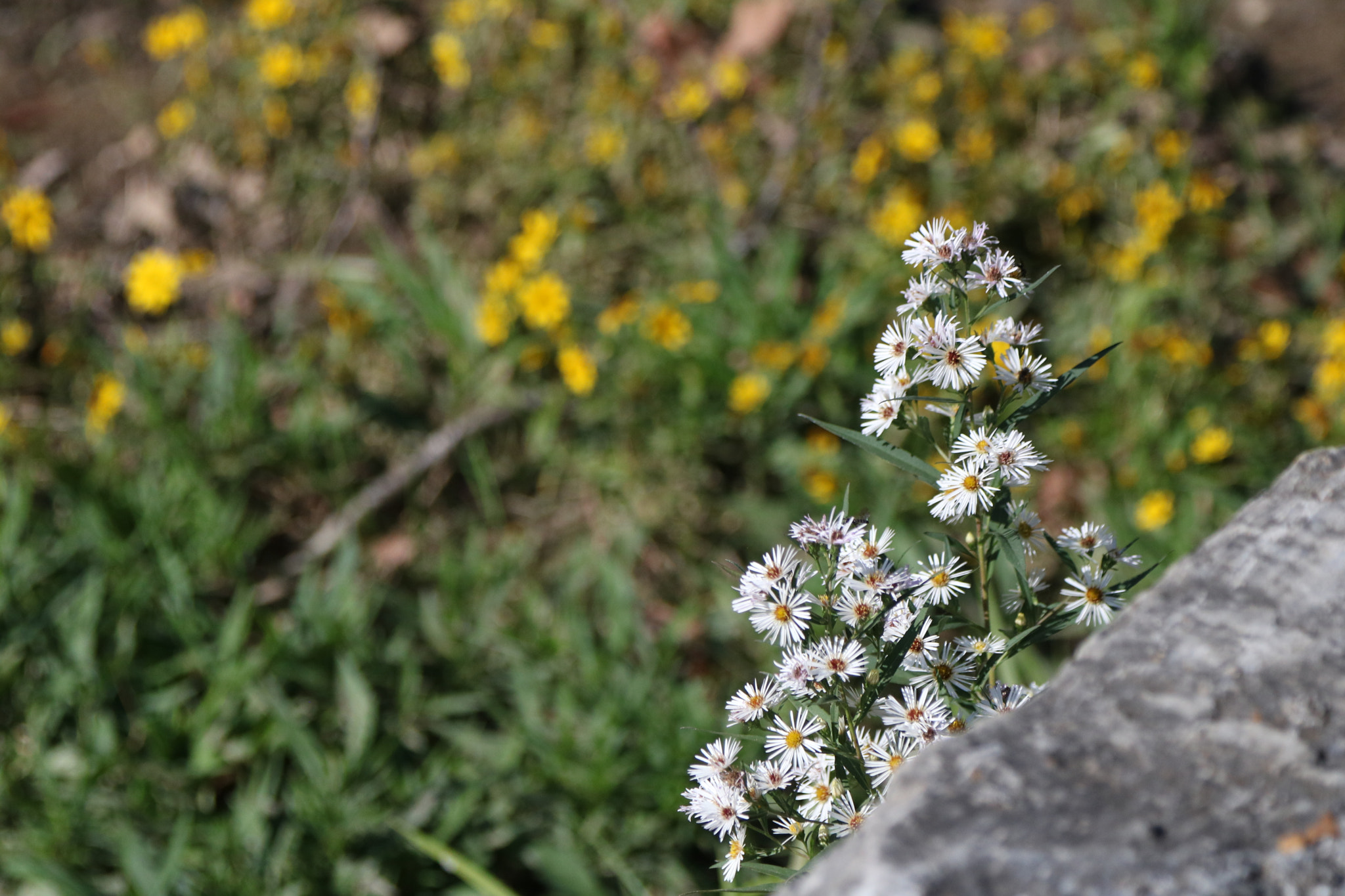 Canon EOS 760D (EOS Rebel T6s / EOS 8000D) sample photo. Tiny flowers photography