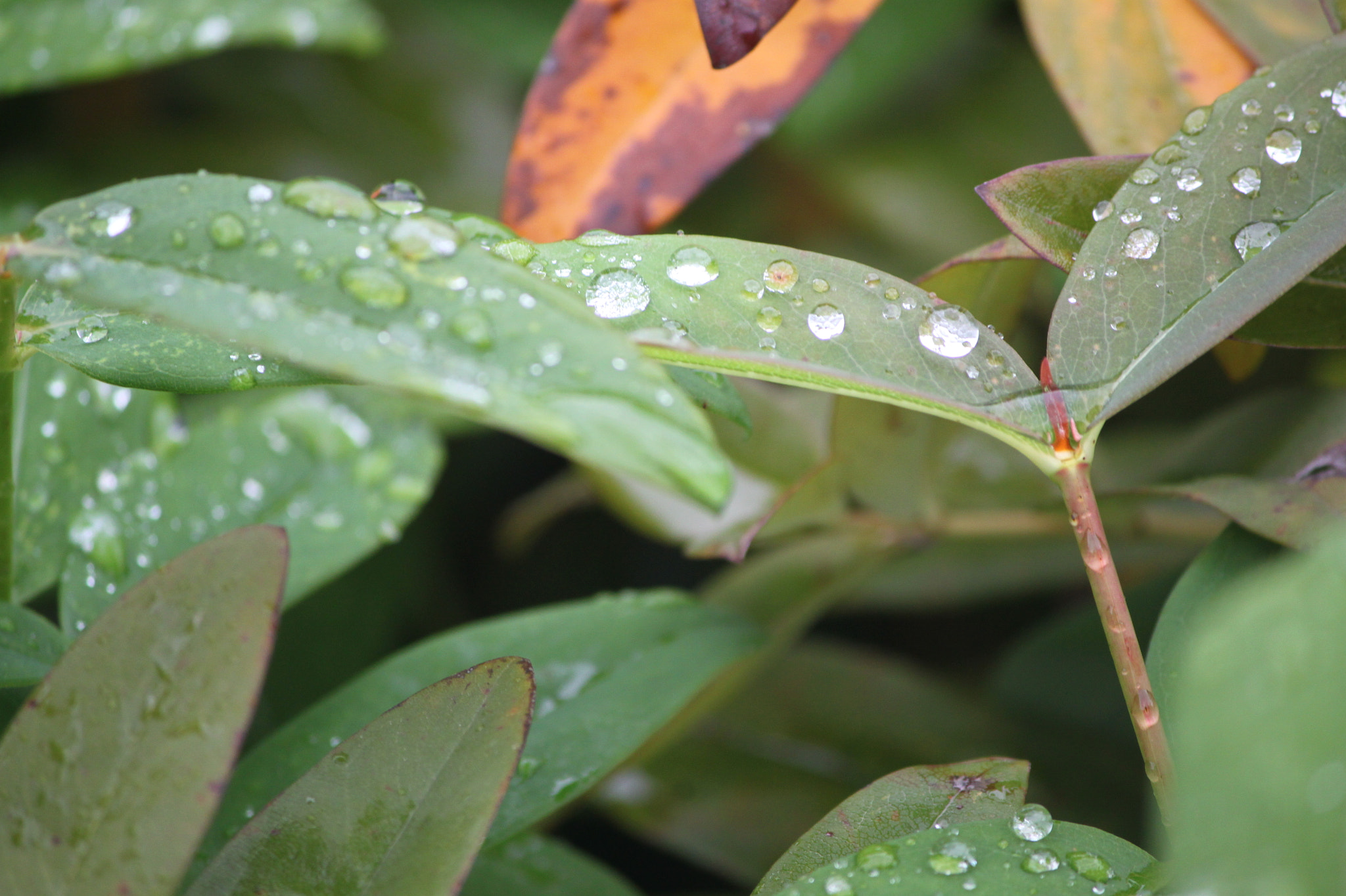 Canon EF-S 55-250mm F4-5.6 IS II sample photo. Rain drops photography