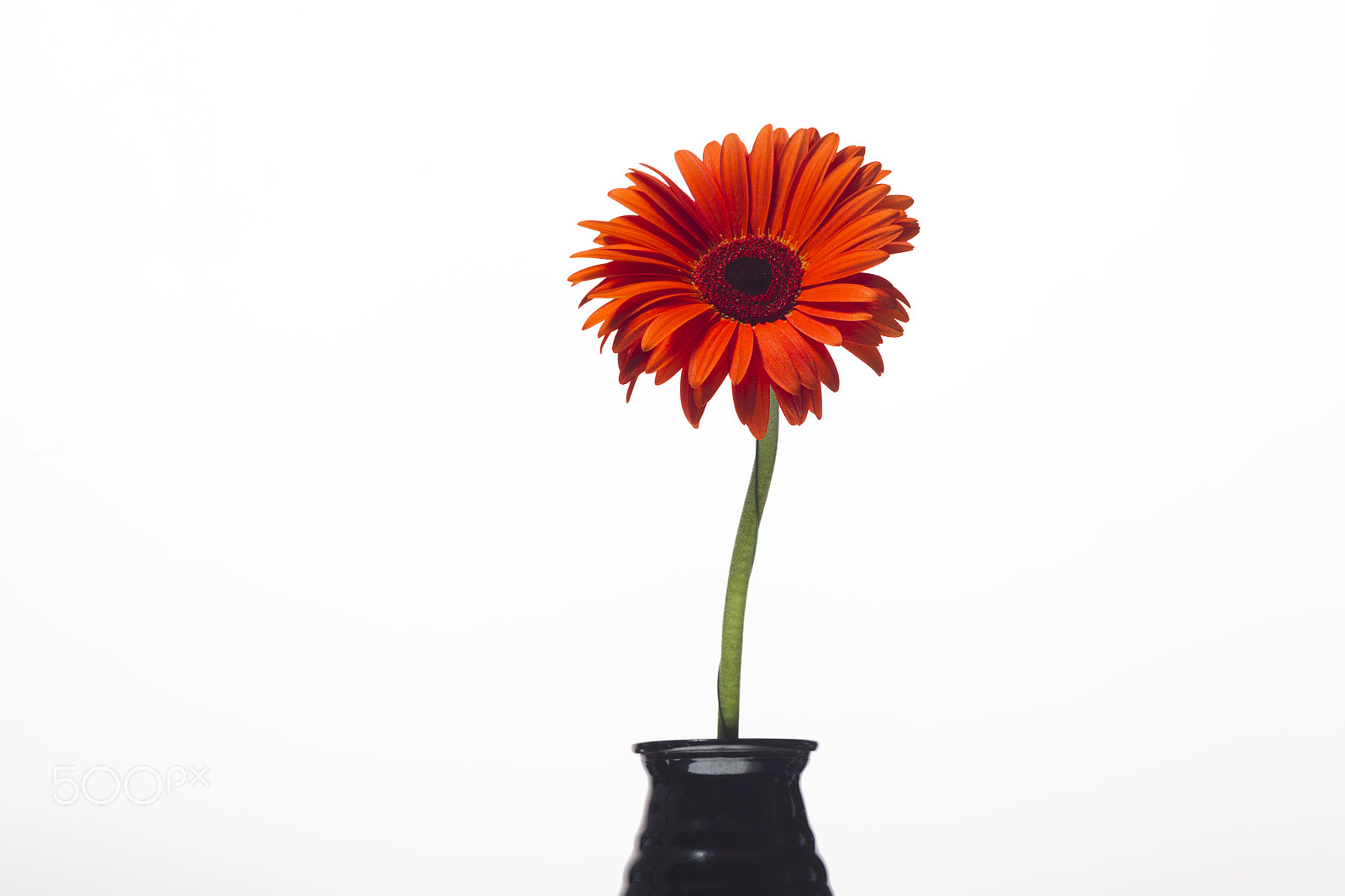 Canon EOS-1D Mark IV sample photo. Orange gerbera with water drops on a white background photography