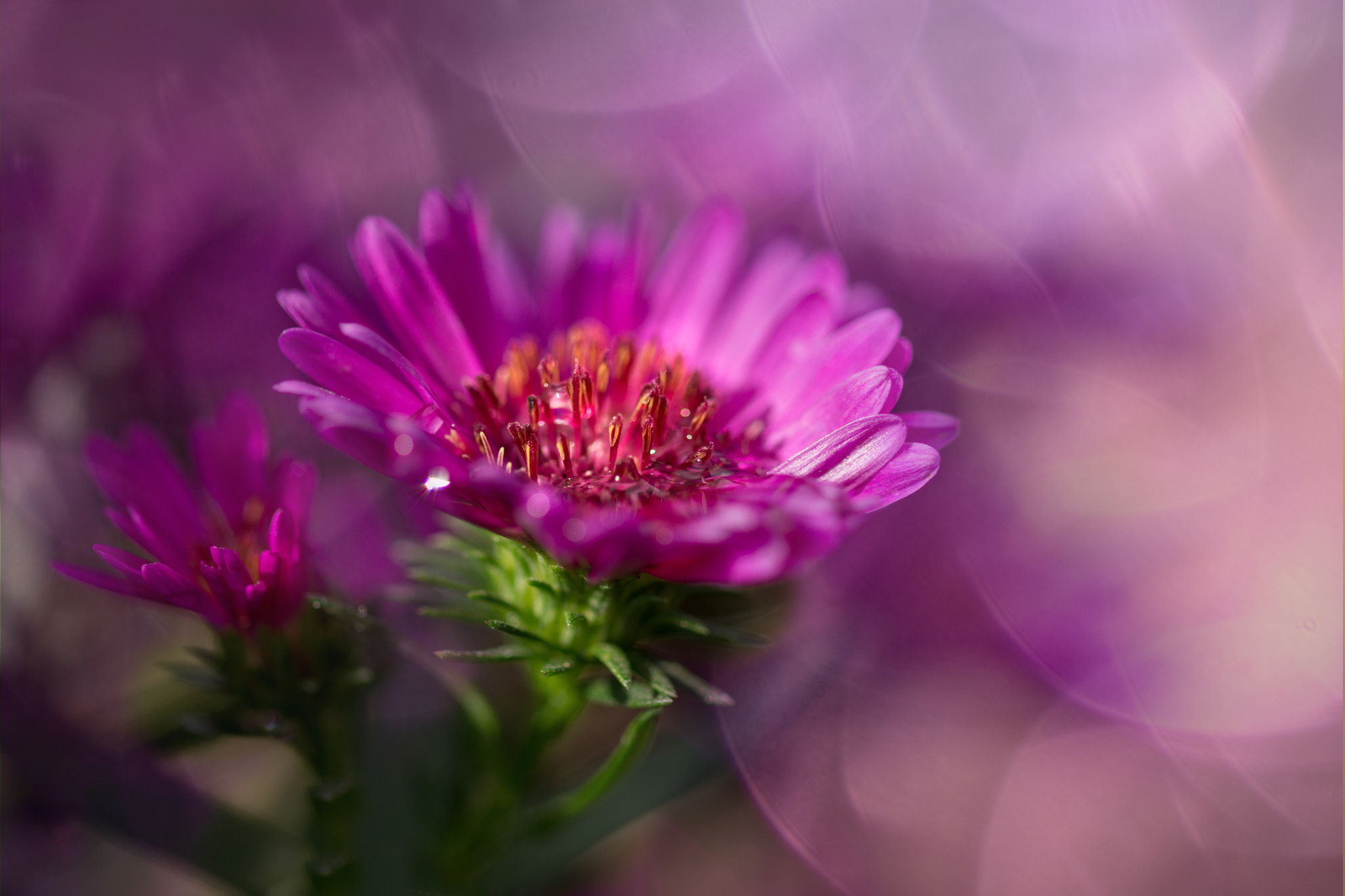 Sony SLT-A77 + 105mm F2.8 sample photo. Moony photography