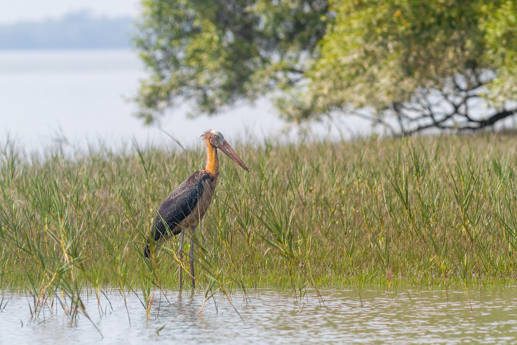 Lesser adjutant stork by Anindya Majumder on 500px.com